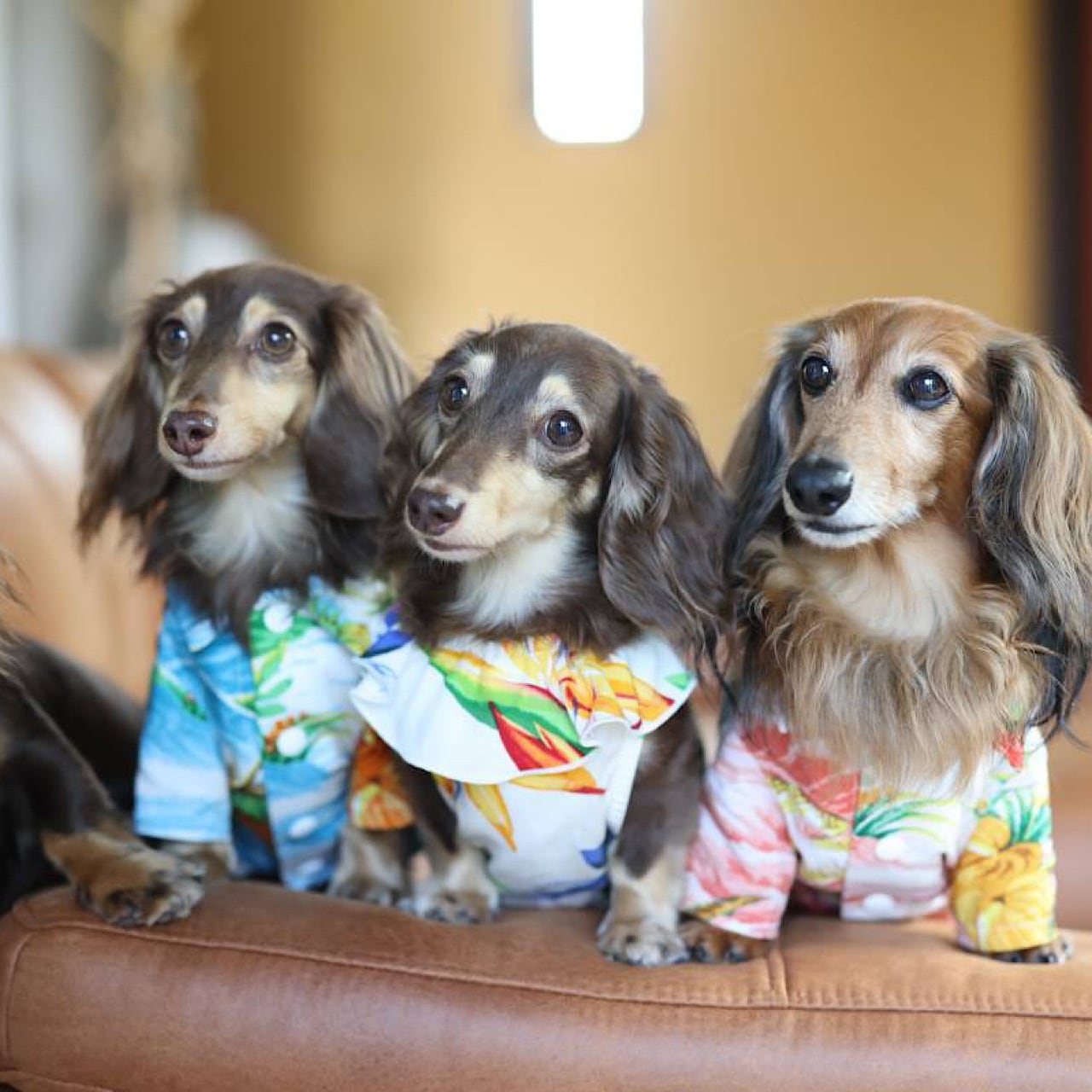 アロハシャツ | カニンヘンダックスとミニチュアダックス専門のお洋服