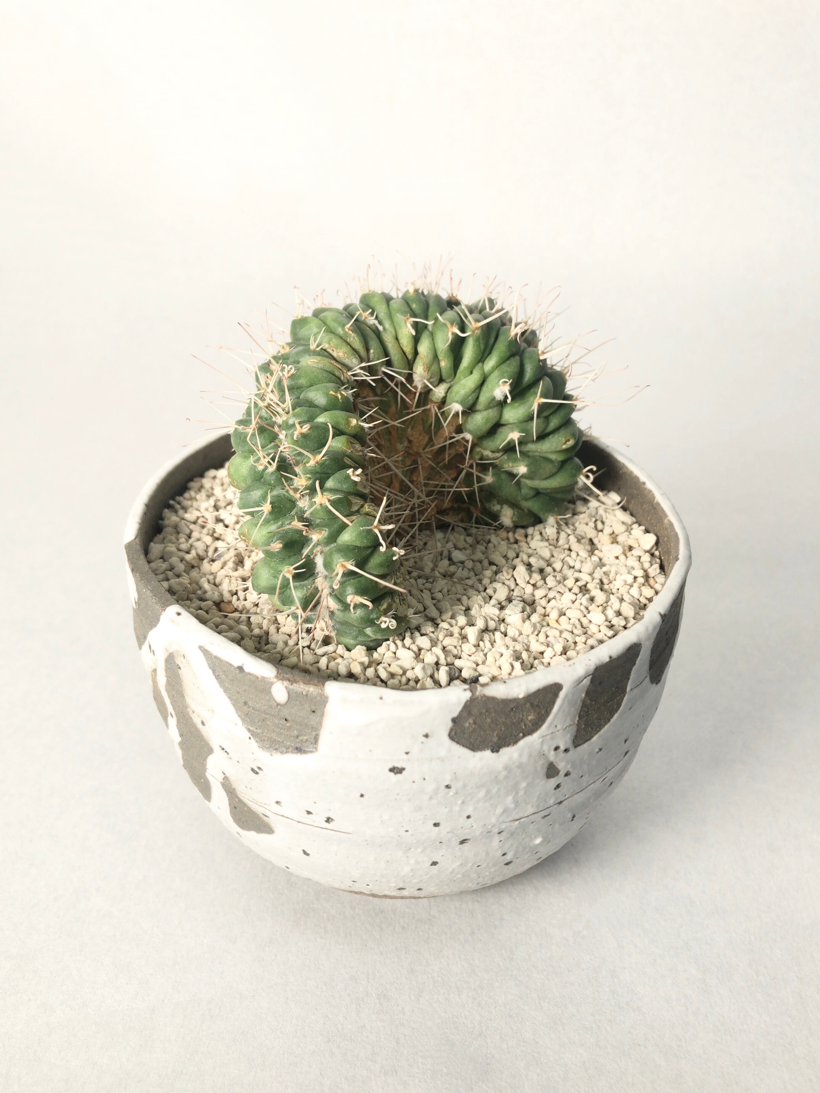 レアサボテンコレクション・マミラリア属・超長刺白竜丸inわけけのお店