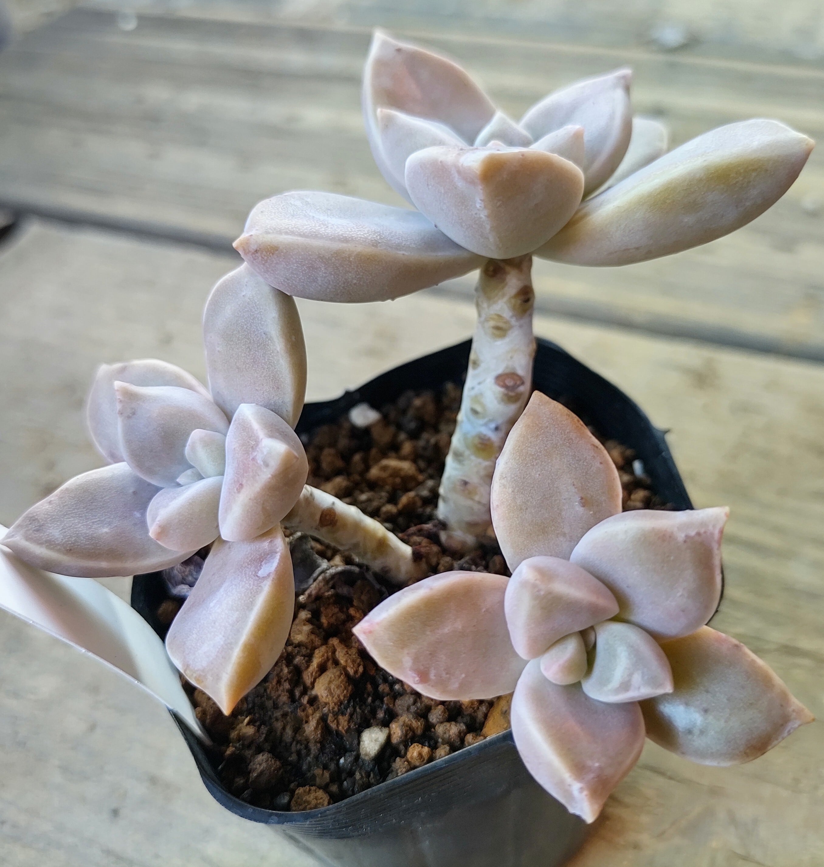 朧月 | RuPo 多肉植物専門店
