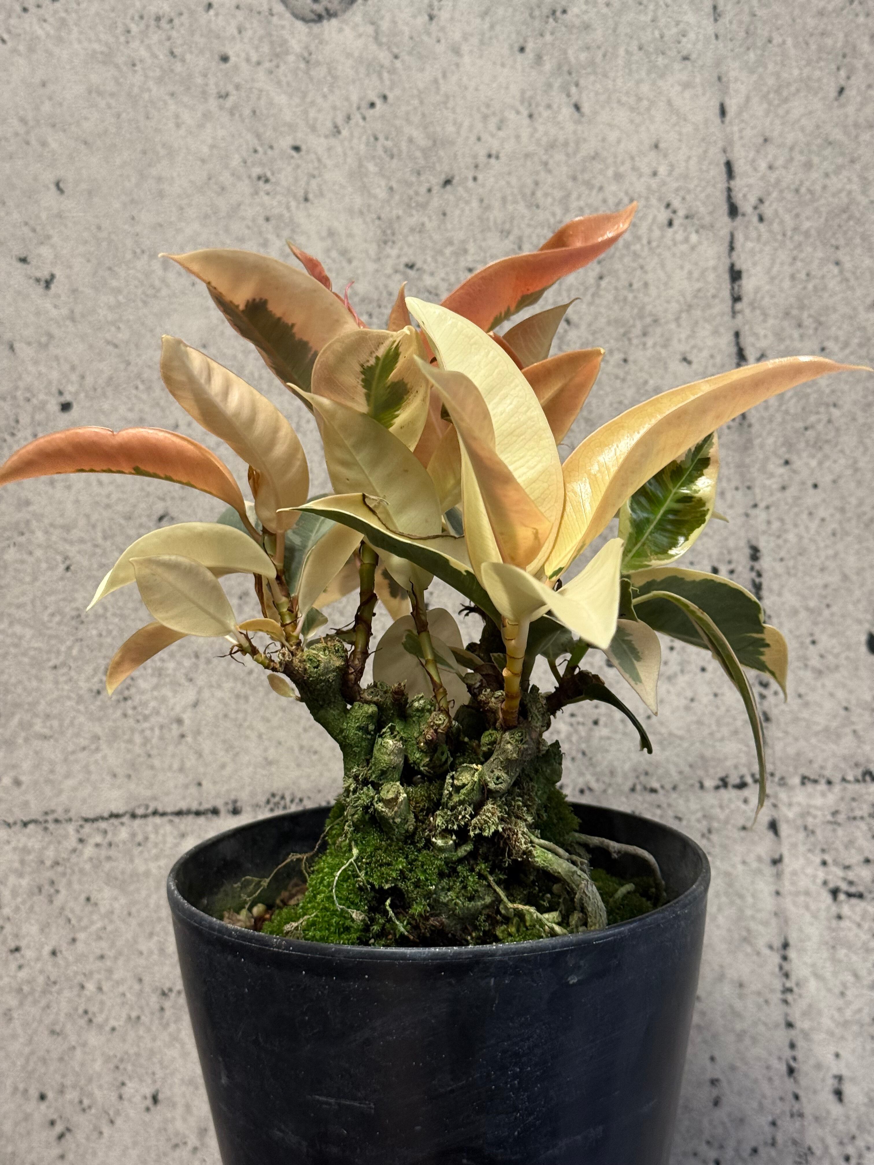 フィカス ルビー曲げ | MIDORIYA 観葉植物専門店 フィカス ルビー曲げ | MIDORIYA 観葉植物専門店