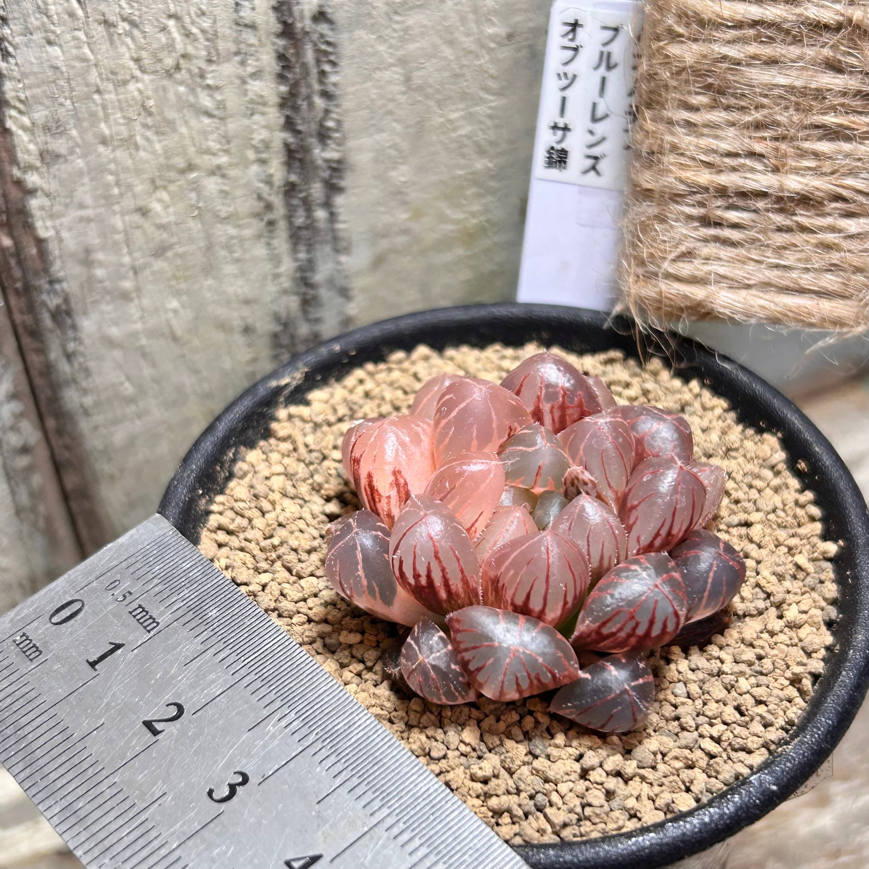T) ブルーレンズ オブツーサ錦 ハオルチア | RuPo 多肉植物専門店