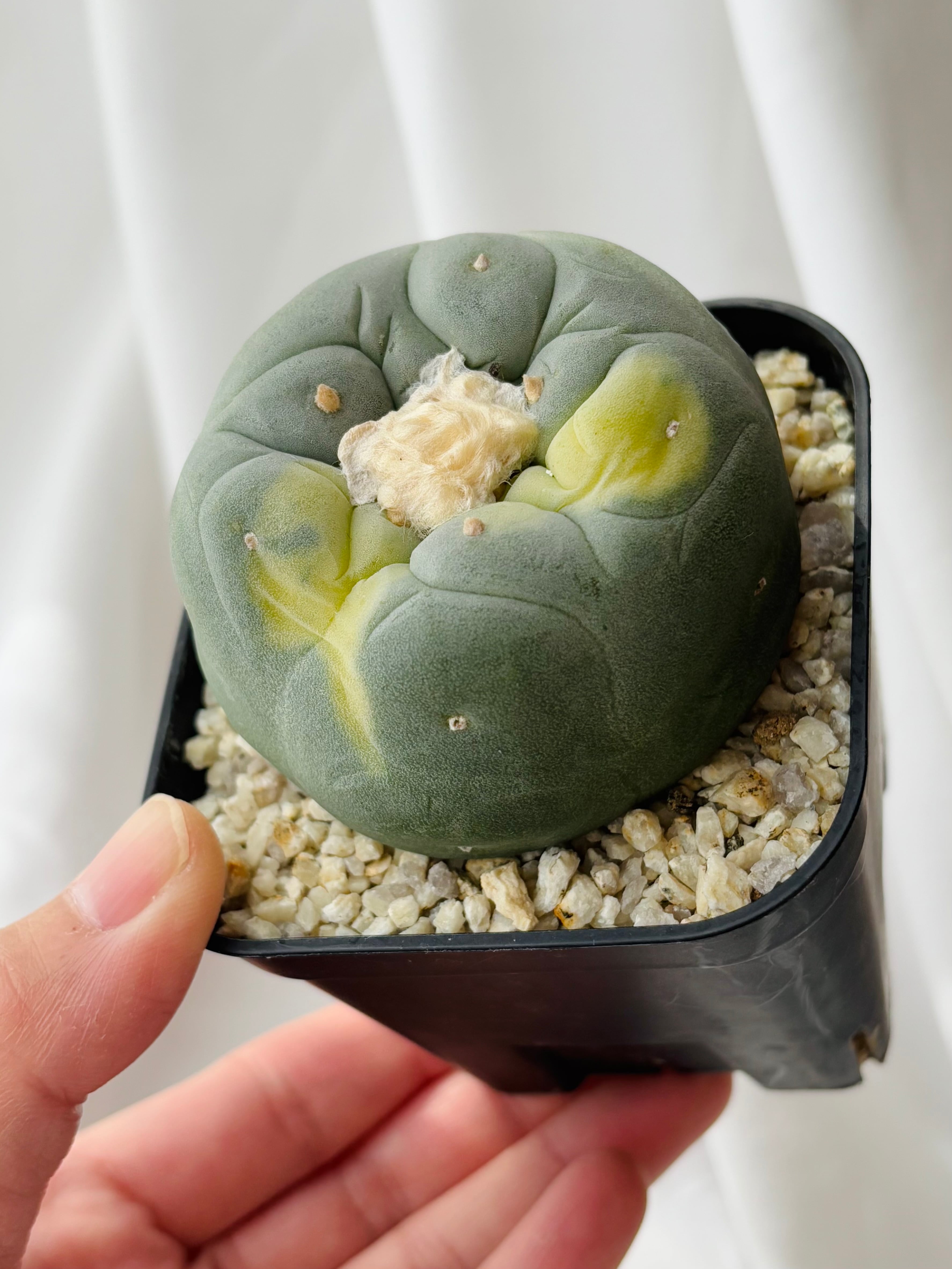 豊富な，2025 NGC787 Lophophora 銀冠玉錦 ☆サボテン