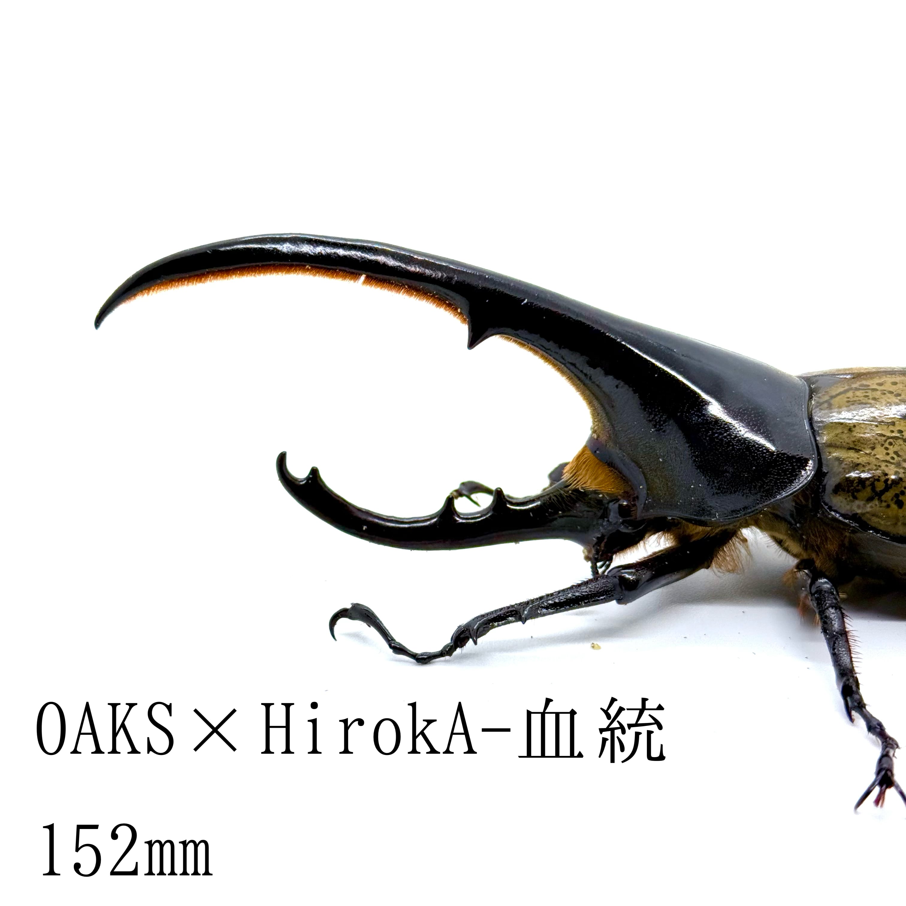 DRIP 】◇能勢YG血統◇ オオクワガタ ♂88.0mm+♀56.0mm 新