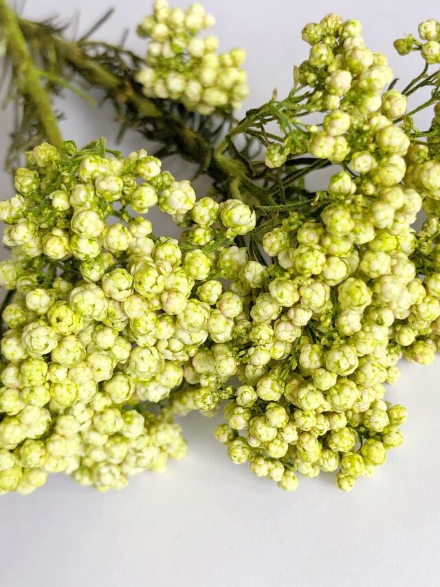 シェア花材 ソフトライスフラワー クリアグリーン 3g Kazaineko