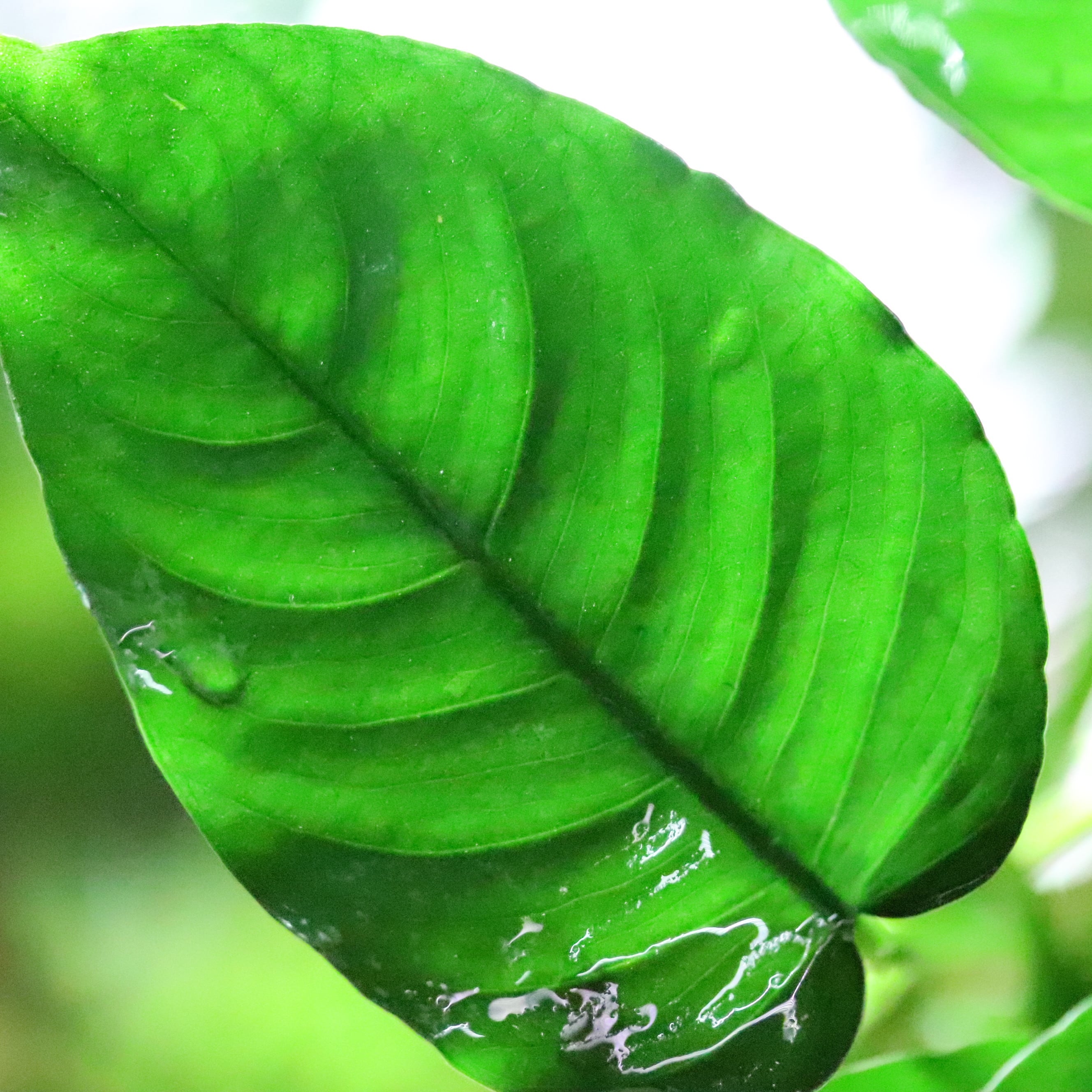 水草 | aquarium shop earth