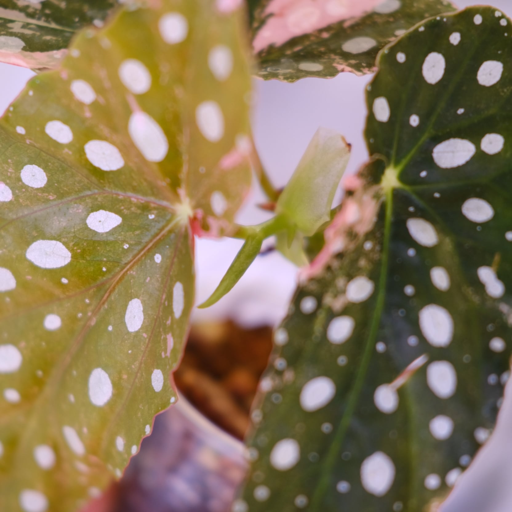 Begonia maculata variegata 'Pink'｜ベゴニア マクラータ ピンク