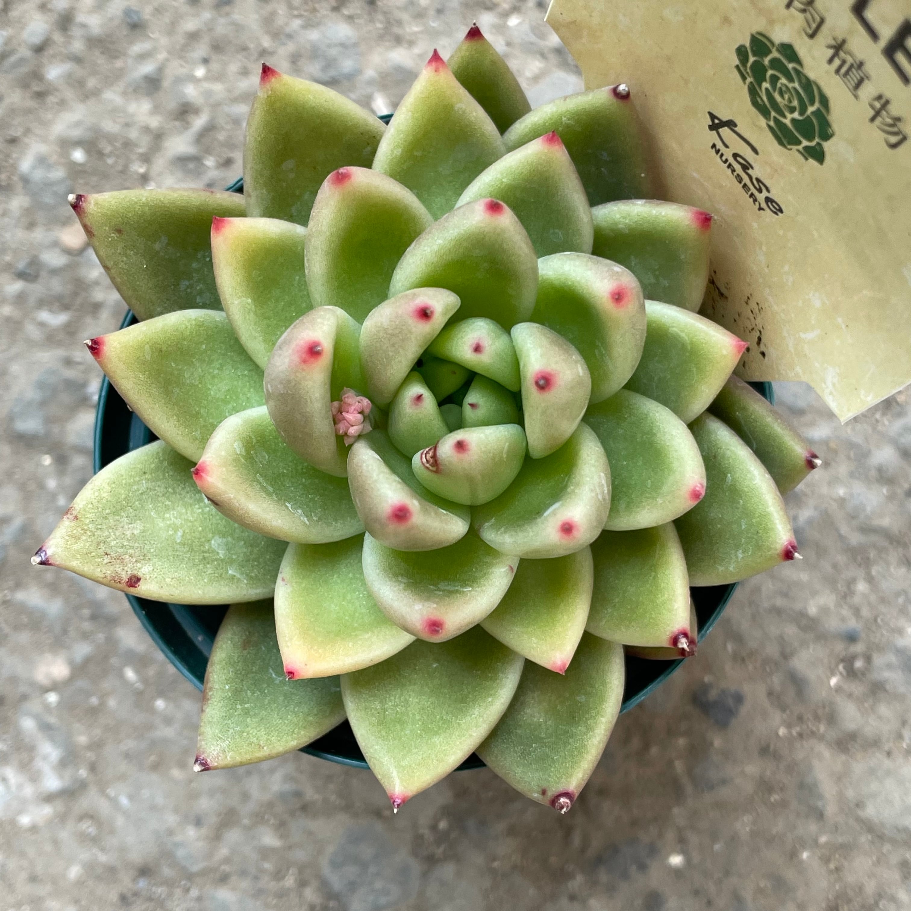 アガボイデス ミランダ | RuPo 多肉植物専門店