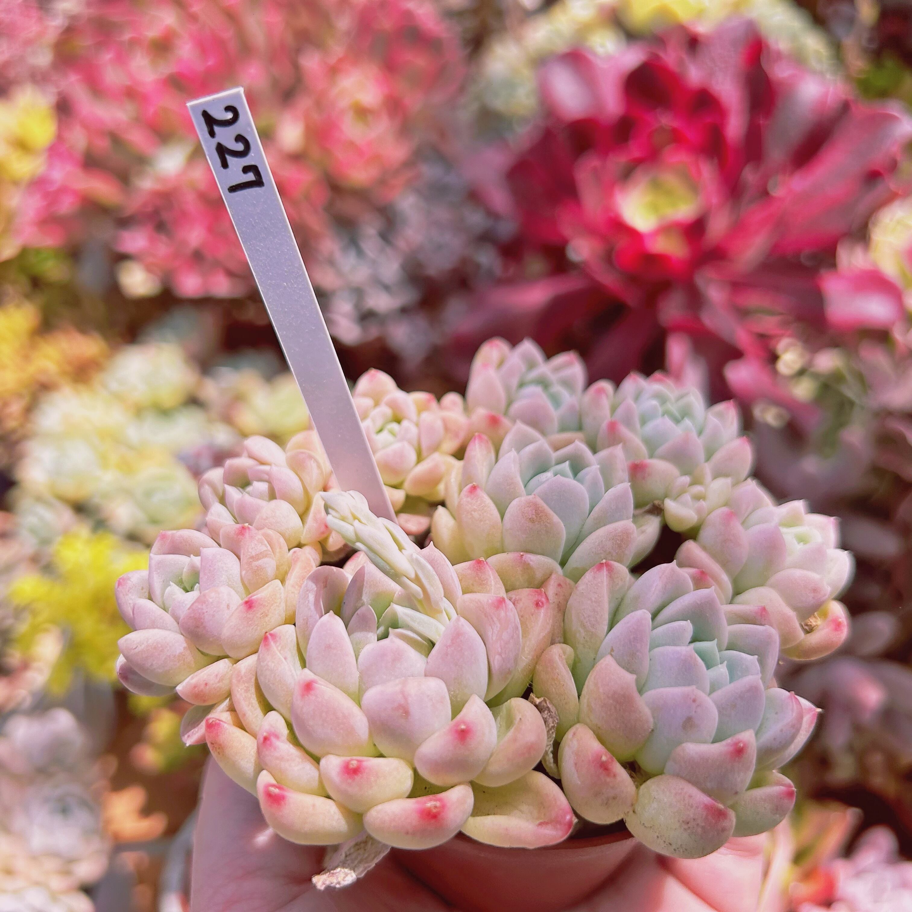 227現物 多肉植物 クリーム美人 特大 | るる農園~多肉植物専門