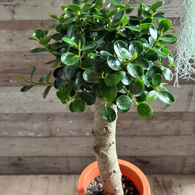 8号大苗 木立のパンダガジュマル 即完売 観葉植物 インテリア | 植物の