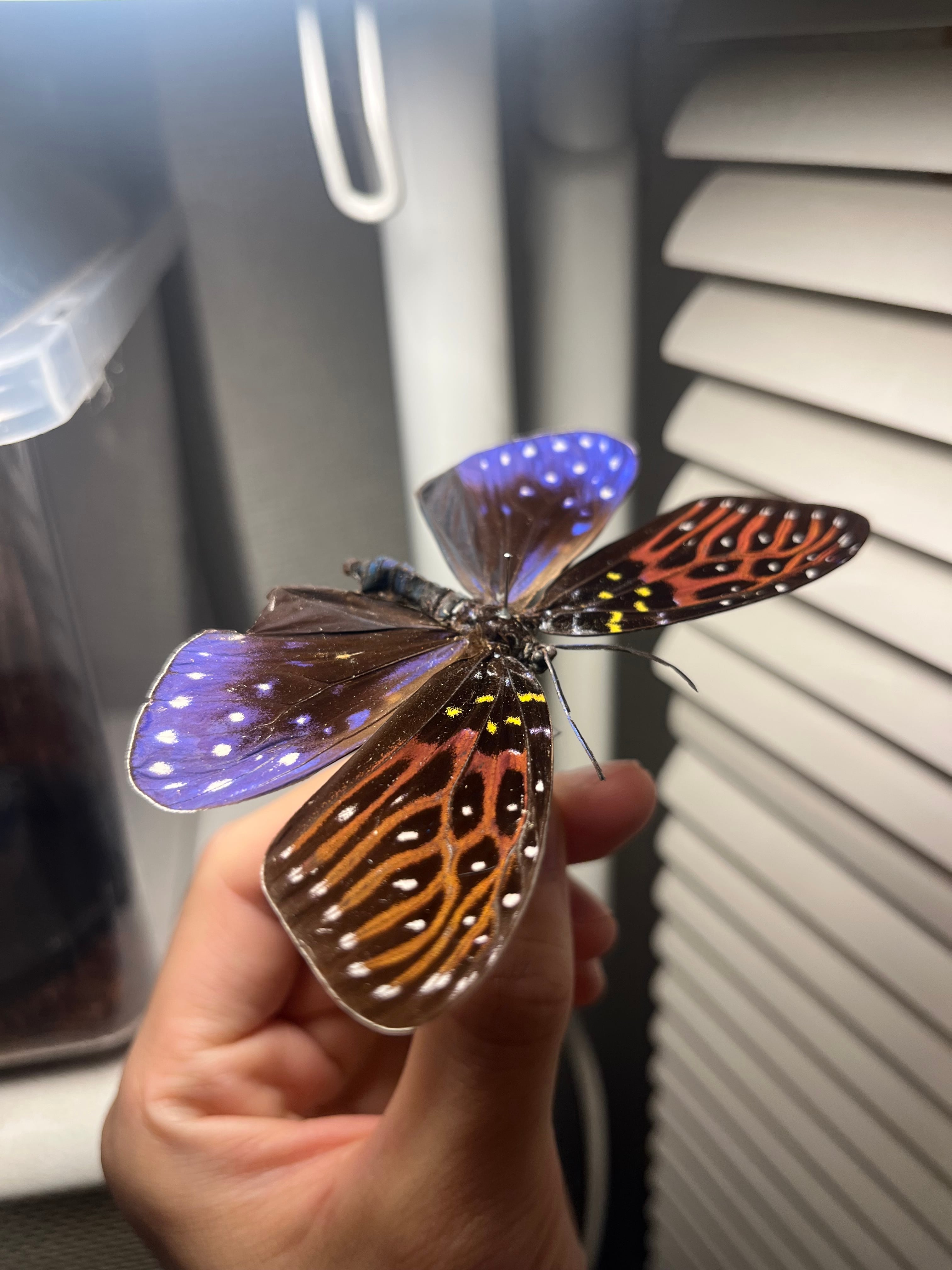 キボシルリニシキ Amesia sanguifluaマダラガ モルフォ蝶 蛾ピカソモス