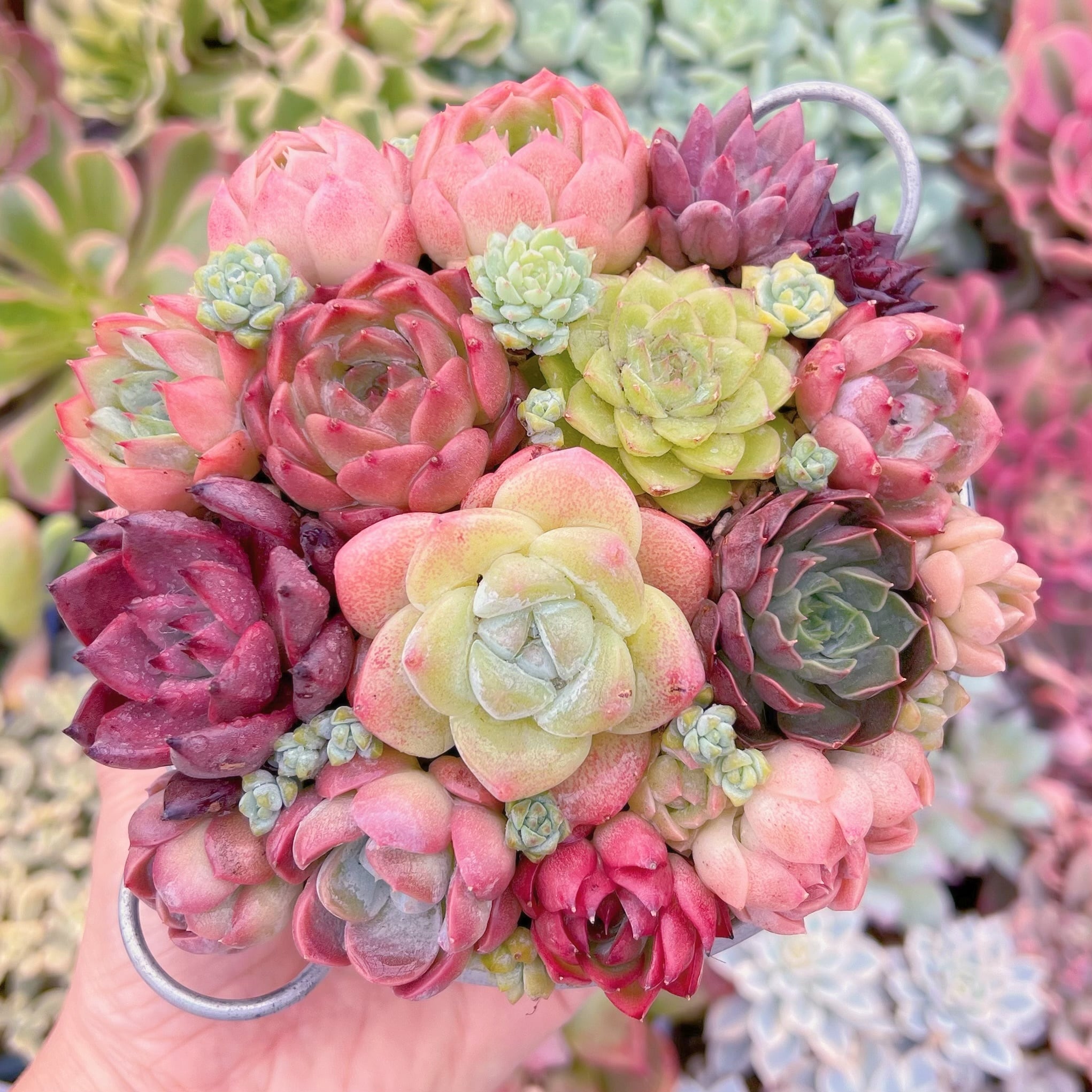 現品　寄せ植え鍋セット#851   るる農園