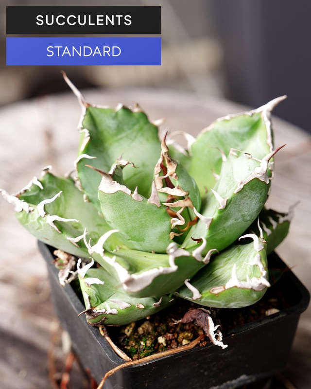 抜き苗 アガベ チタノタ 魔丸 Agave titanota 'Mamaru'