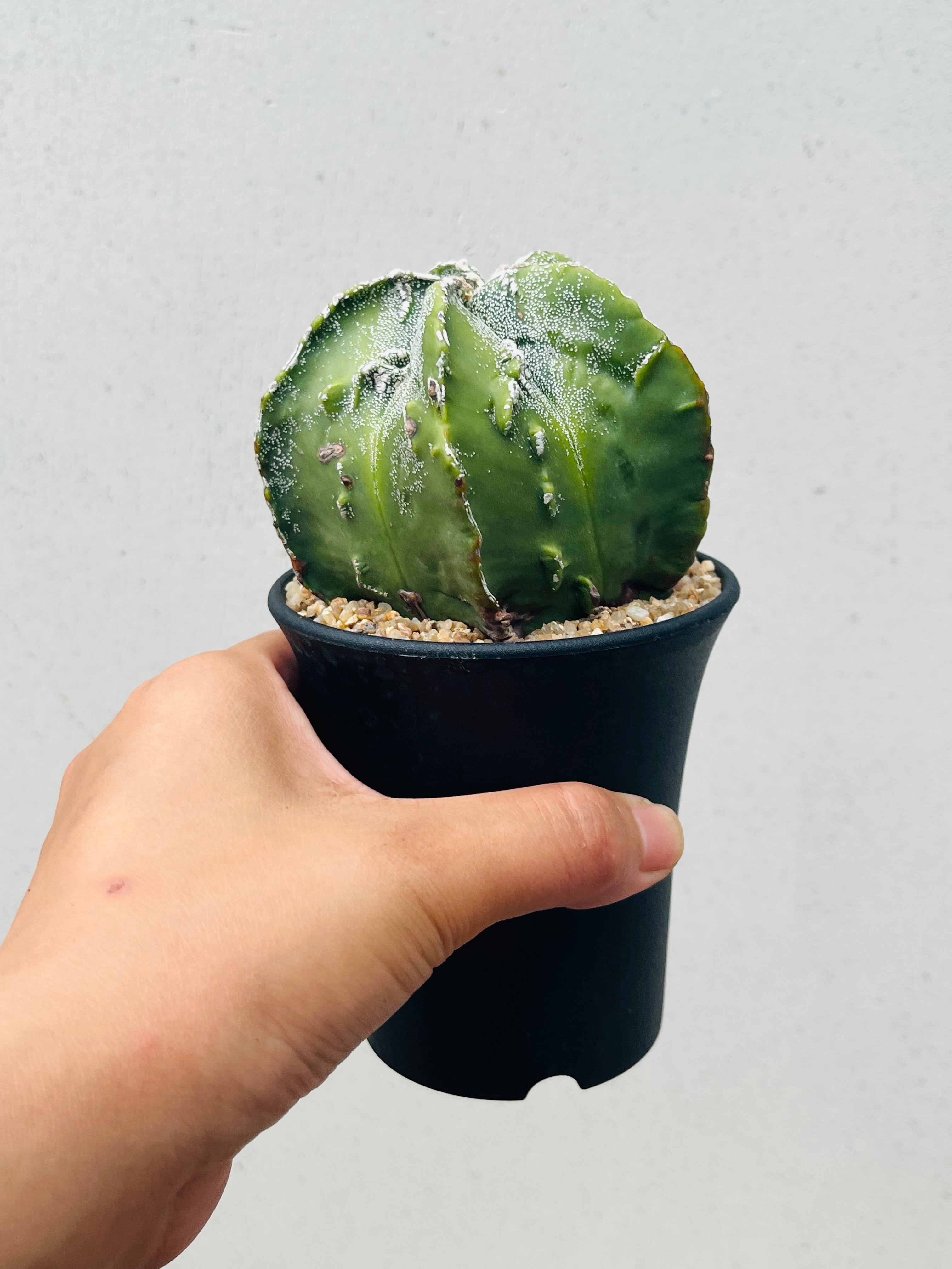 Astrophytum myriostigma アストロフィツム 複隆ランポー 複隆鸞鳳玉