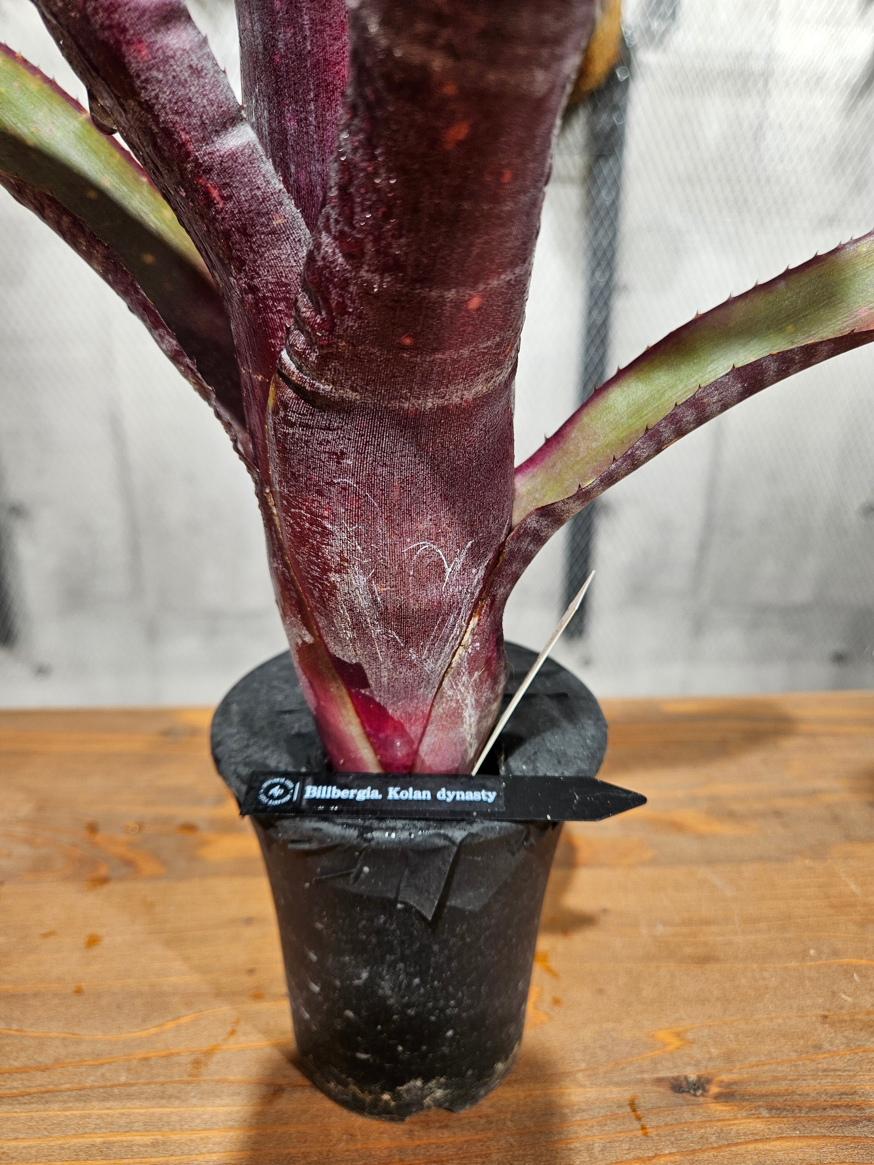 Bill.kolan Dynasty 【artPLANTs/PLANTS GARAGE 】 ビルベルギア