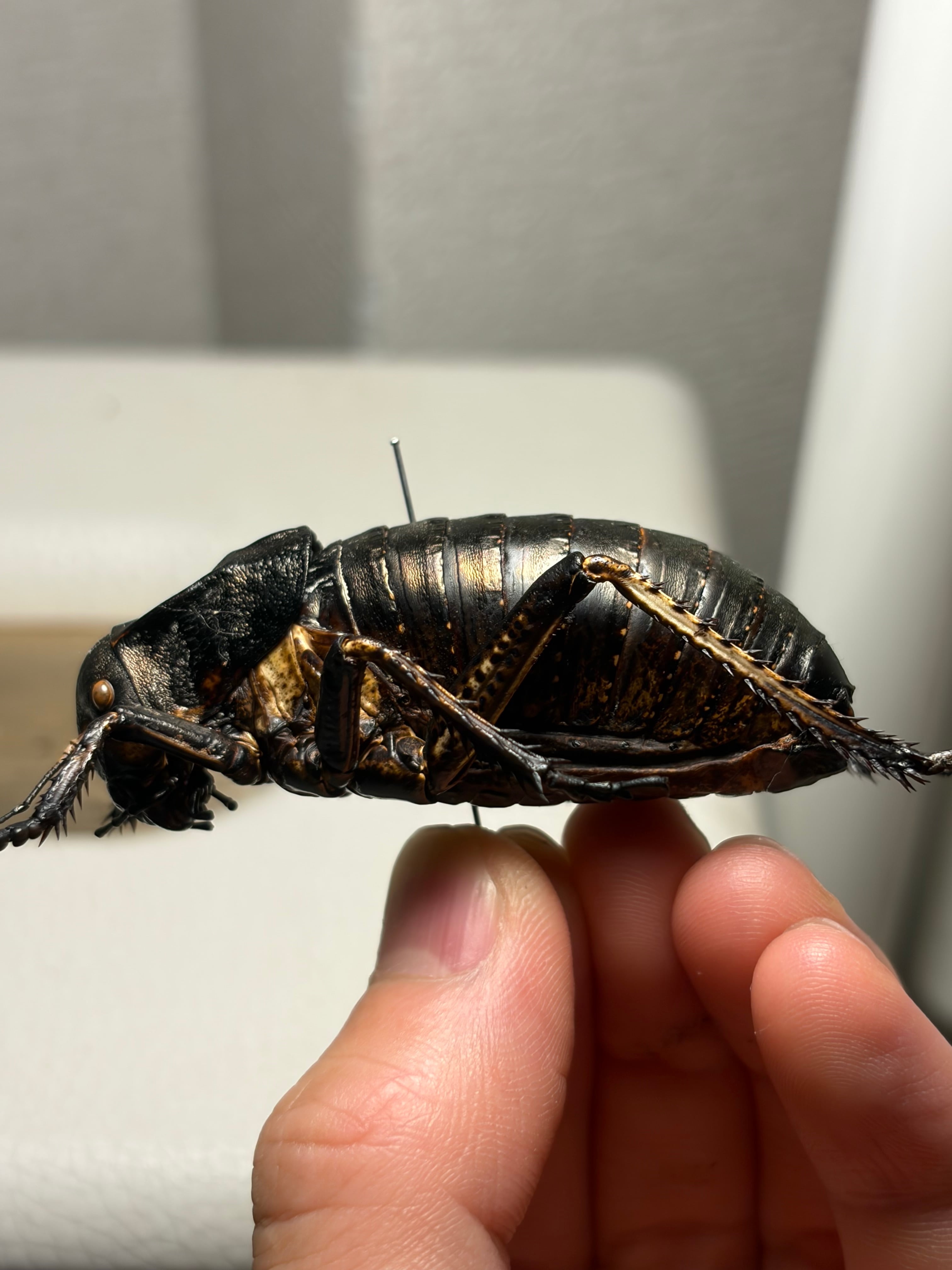 60mm♂】ブリキコロギス ヨロイコロギス Bradyporus リオック 直翅類