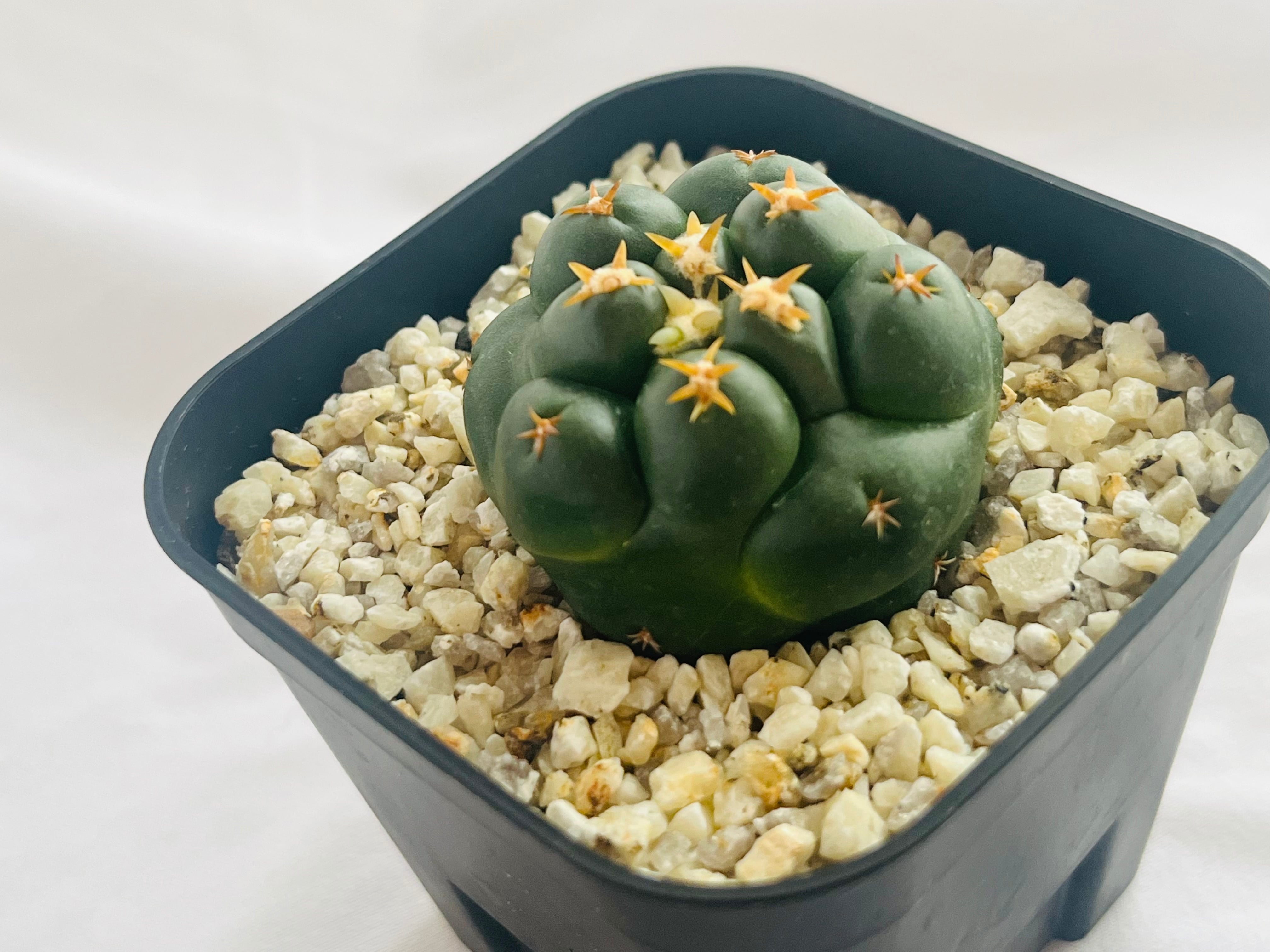 Coryphantha elephantidens コリファンタ 短刺象牙丸 サボテン