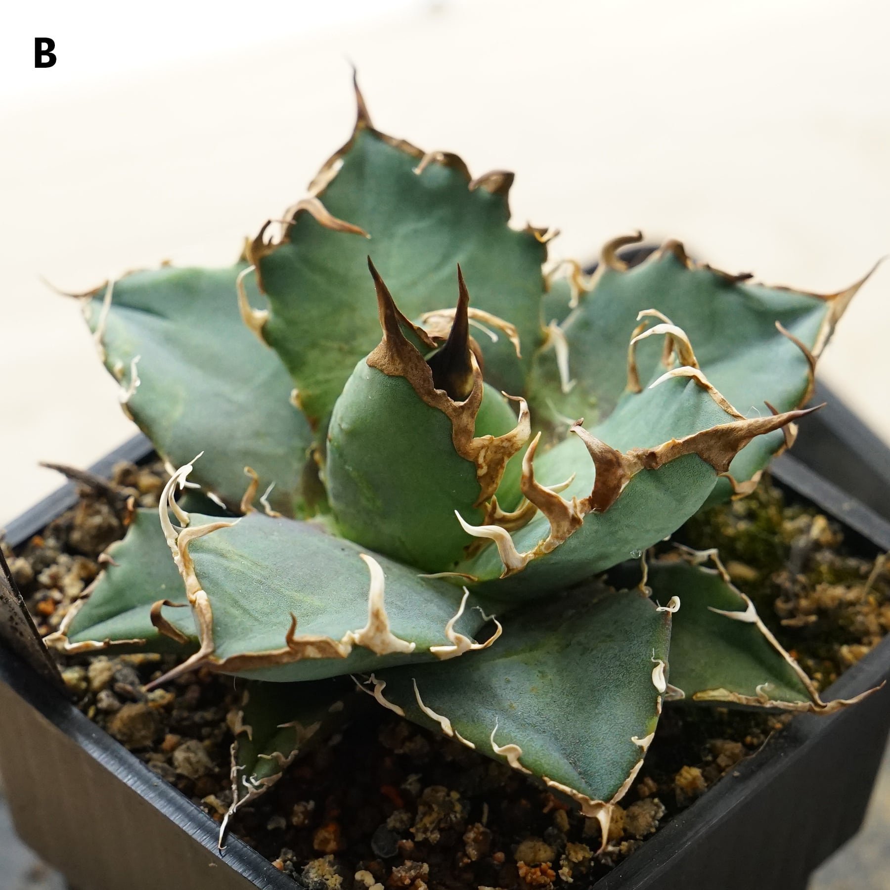 抜き苗 アガベ シーザー Agave titanota  