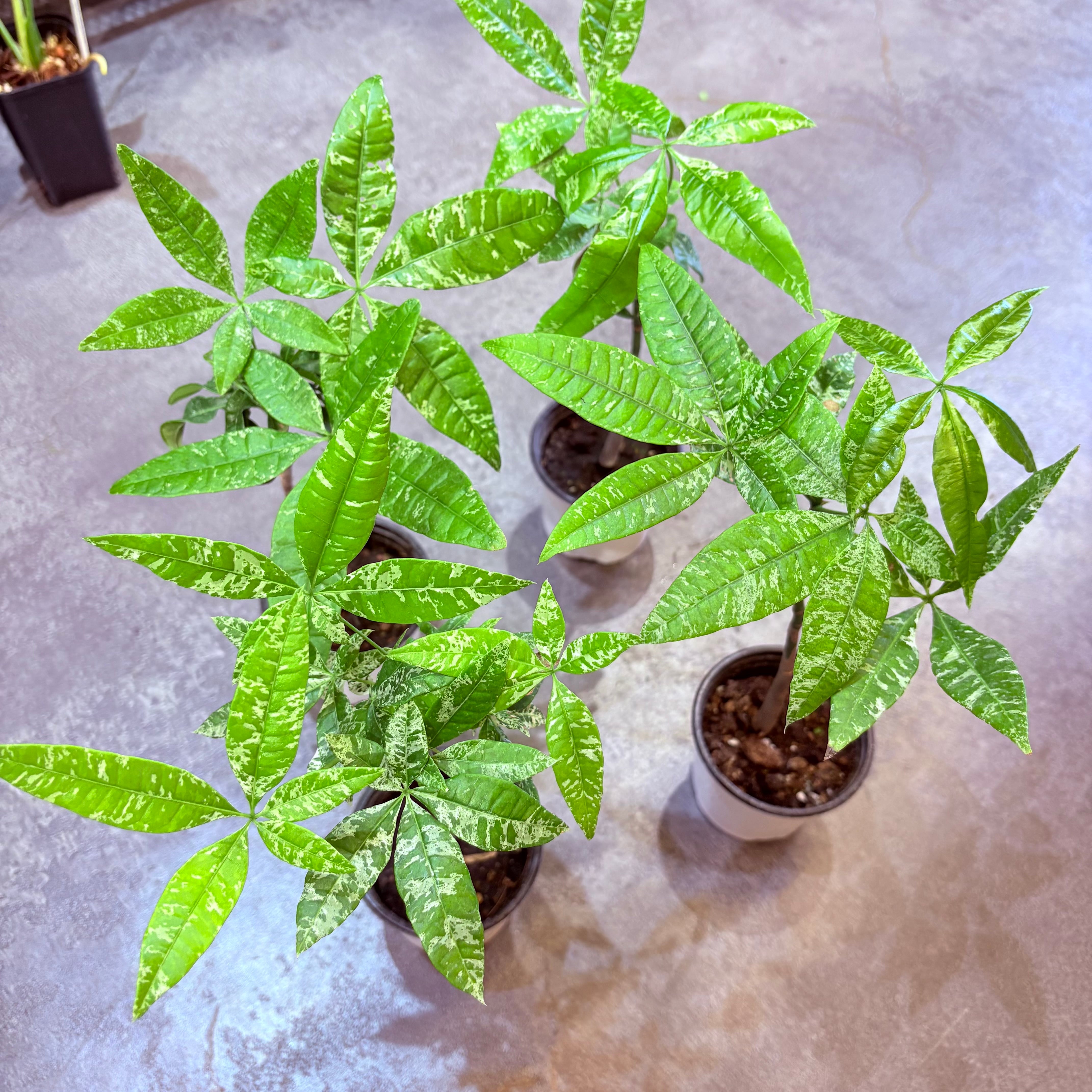 パキラ実生 斑入り 3号 | Green Vibes 宇都宮市の観葉植物専門店