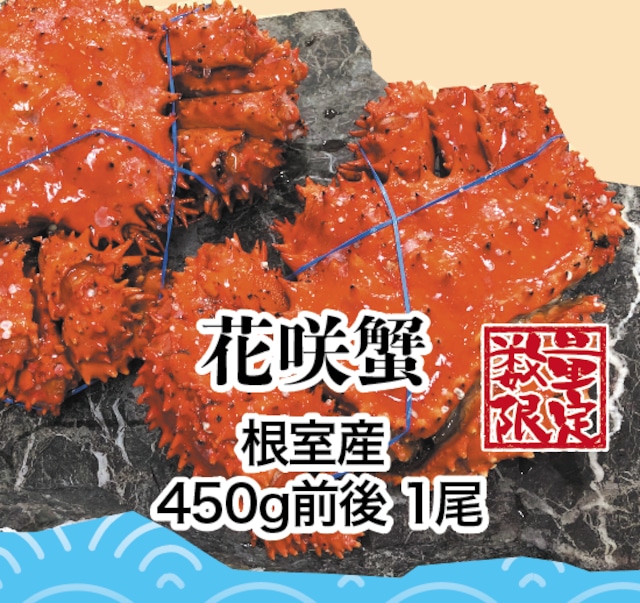 北海道根室産  花咲蟹  450g 前後 1尾