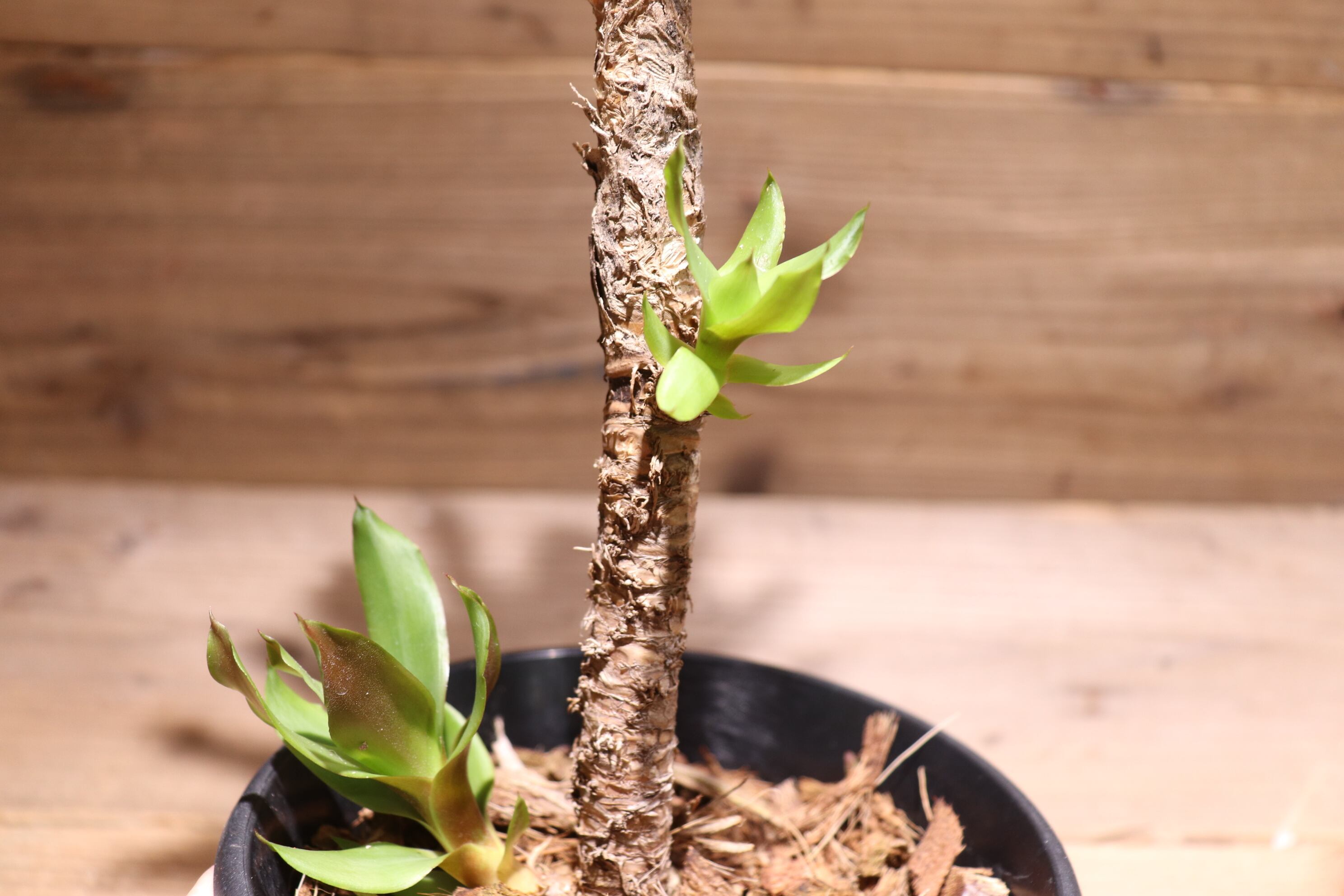 送料無料】Aechmea 'Stalker'〔エクメア〕現品発送A0052 | plane plants
