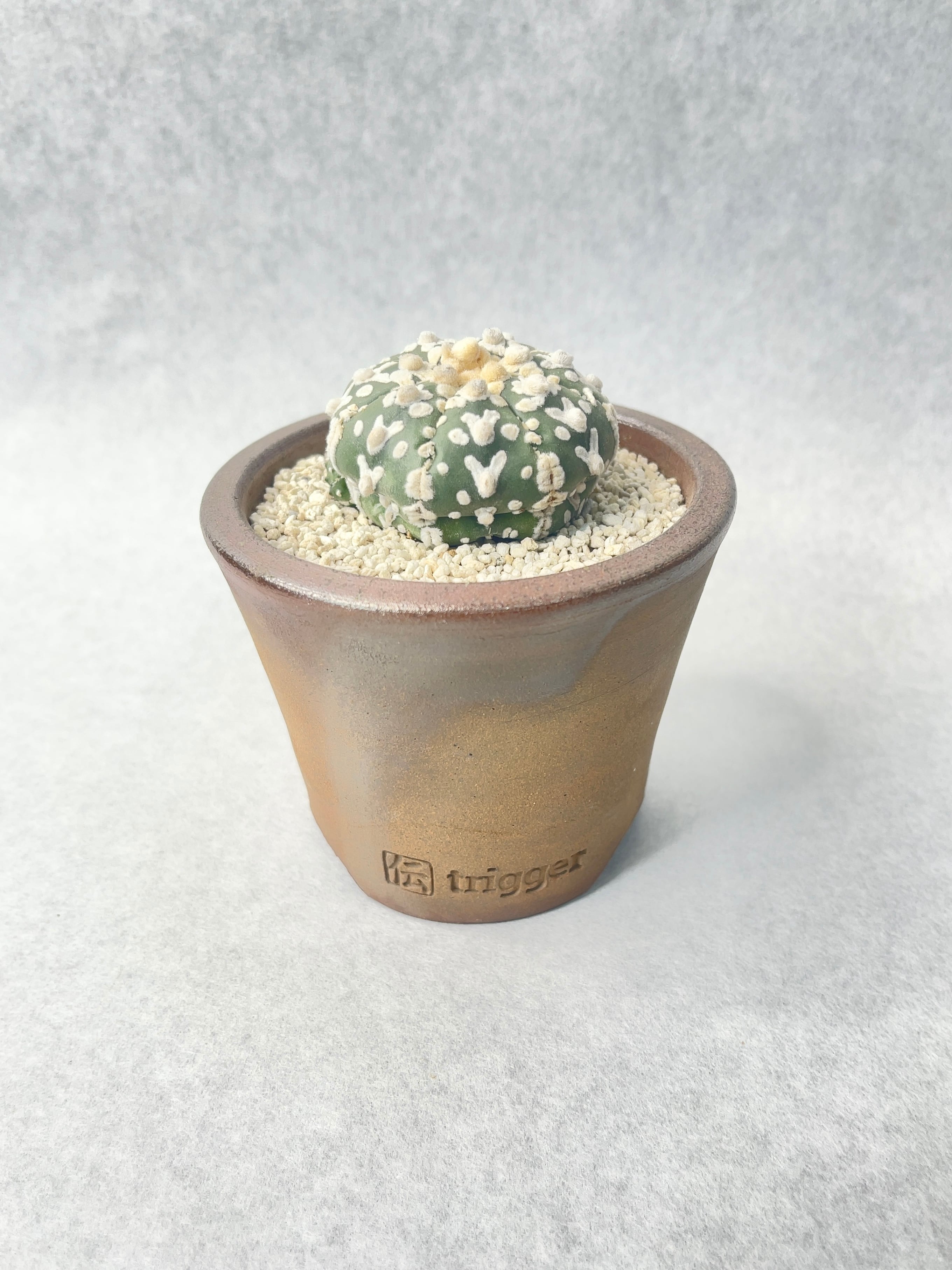 アストロフィツム・スーパー兜