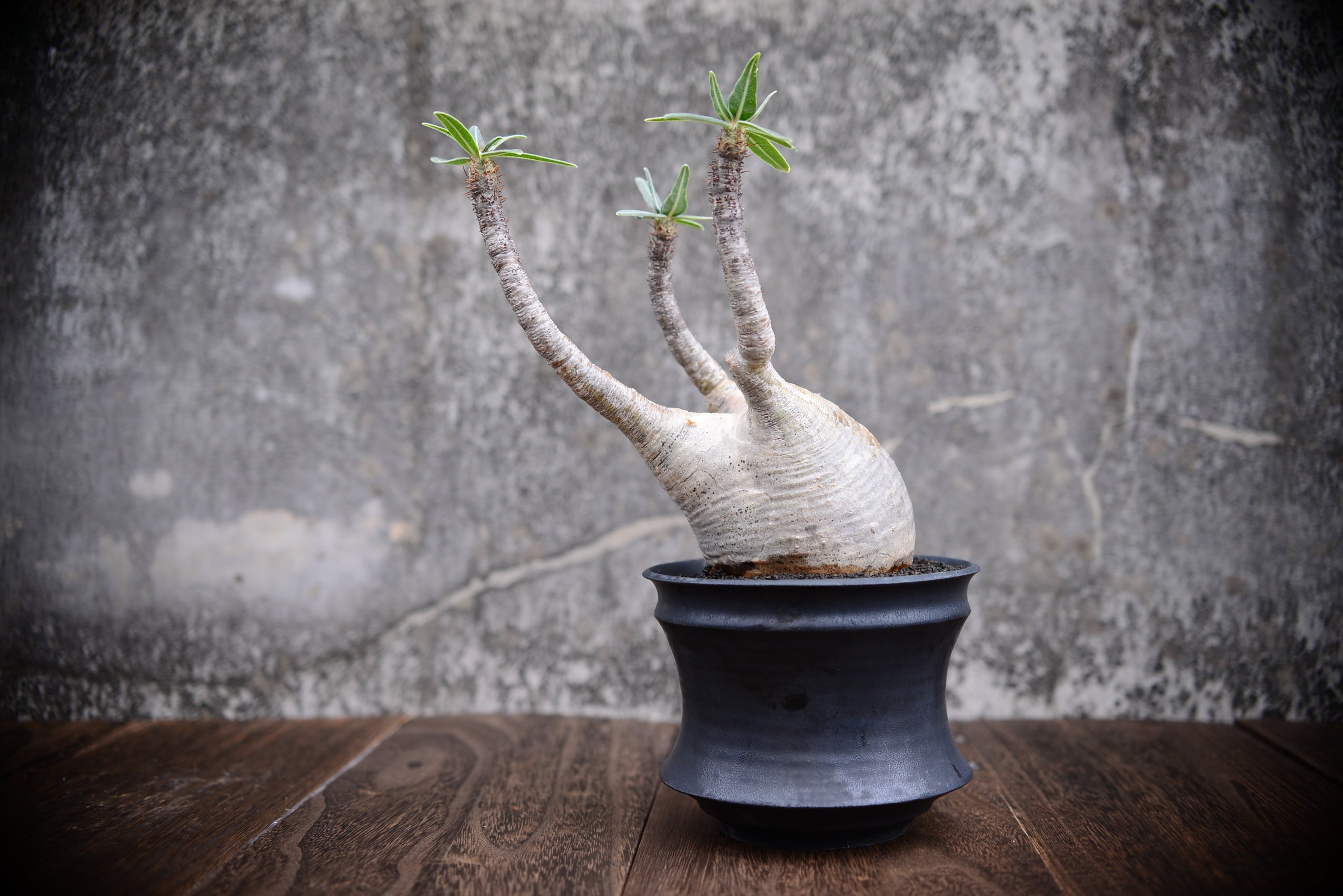 カタチ製作所 バレルLOW M 植木鉢(検 invisible ink raw life factory