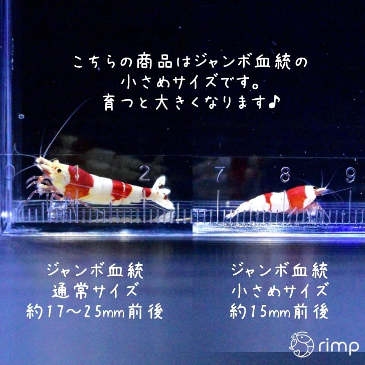 【ジャンボ血統-小さめサイズ】レッドビーシュリンプ 10匹 + 死着補償1匹