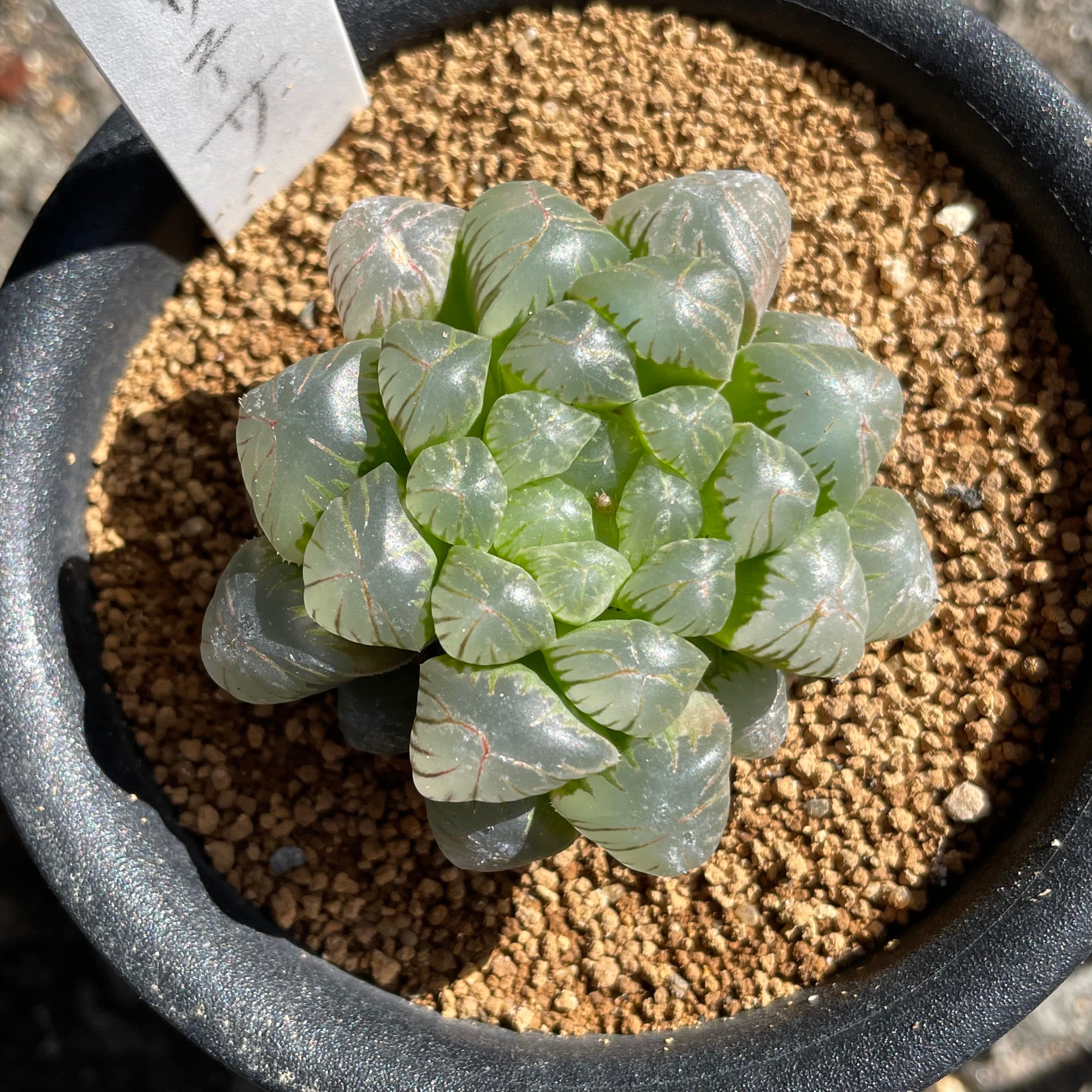多肉植物 ハオルチア ピクタ 曼蛇羅 多肉植物 ハオルチア ピクタ 曼蛇羅