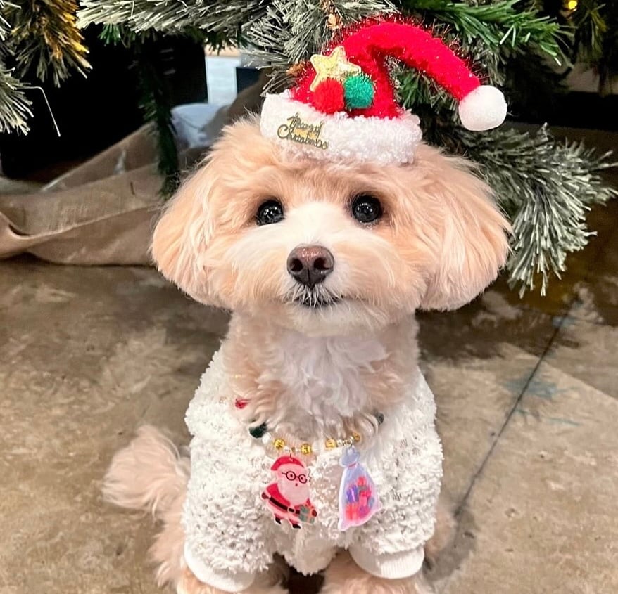 クリスマス*サンタのお帽子ヘアバンド