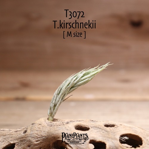 【送料無料】kirschnekii〔エアプランツ〕現品発送T3072