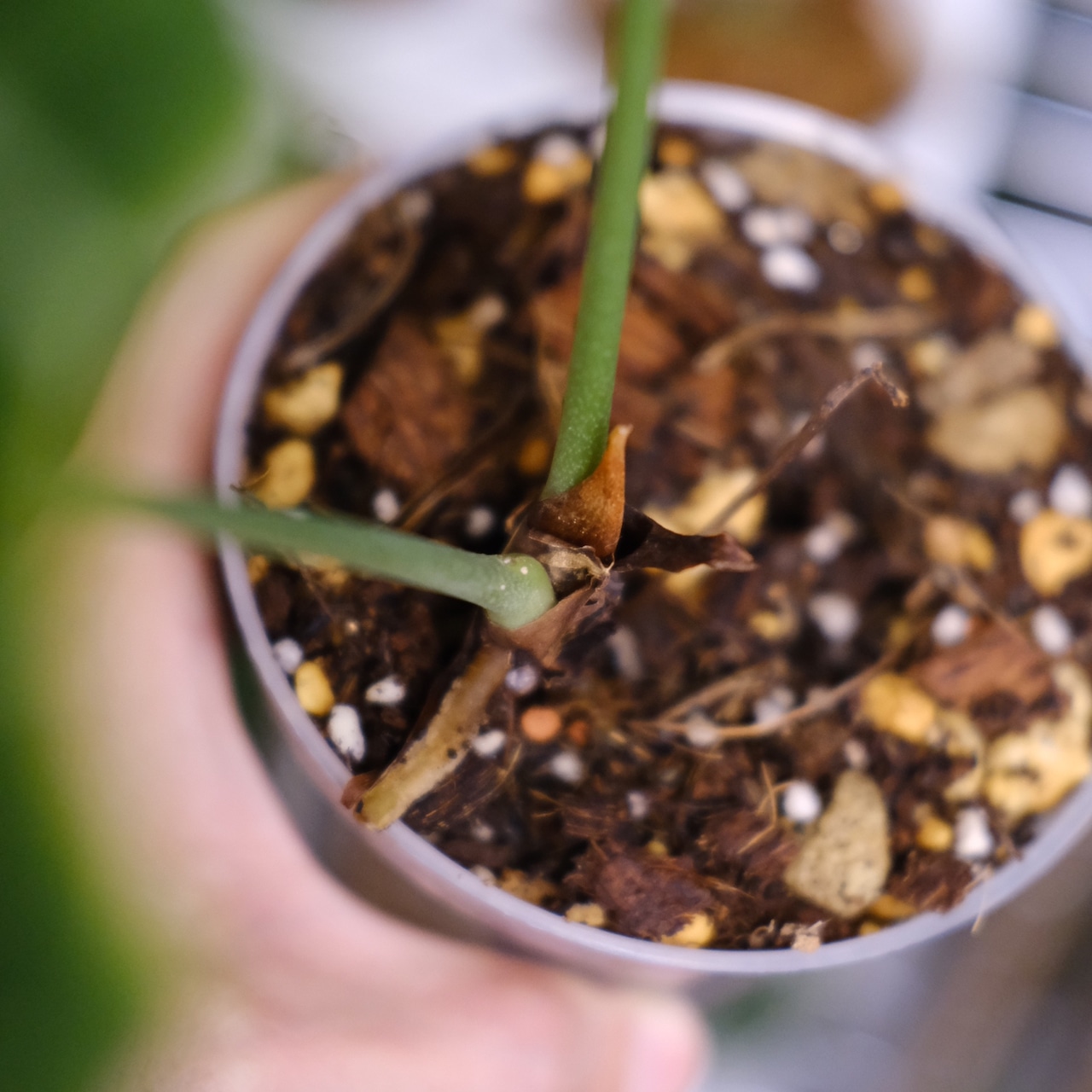 Anthurium Clarinervium × Crystallinum / アンスリウム クラリネルビウム×クリスタリナム