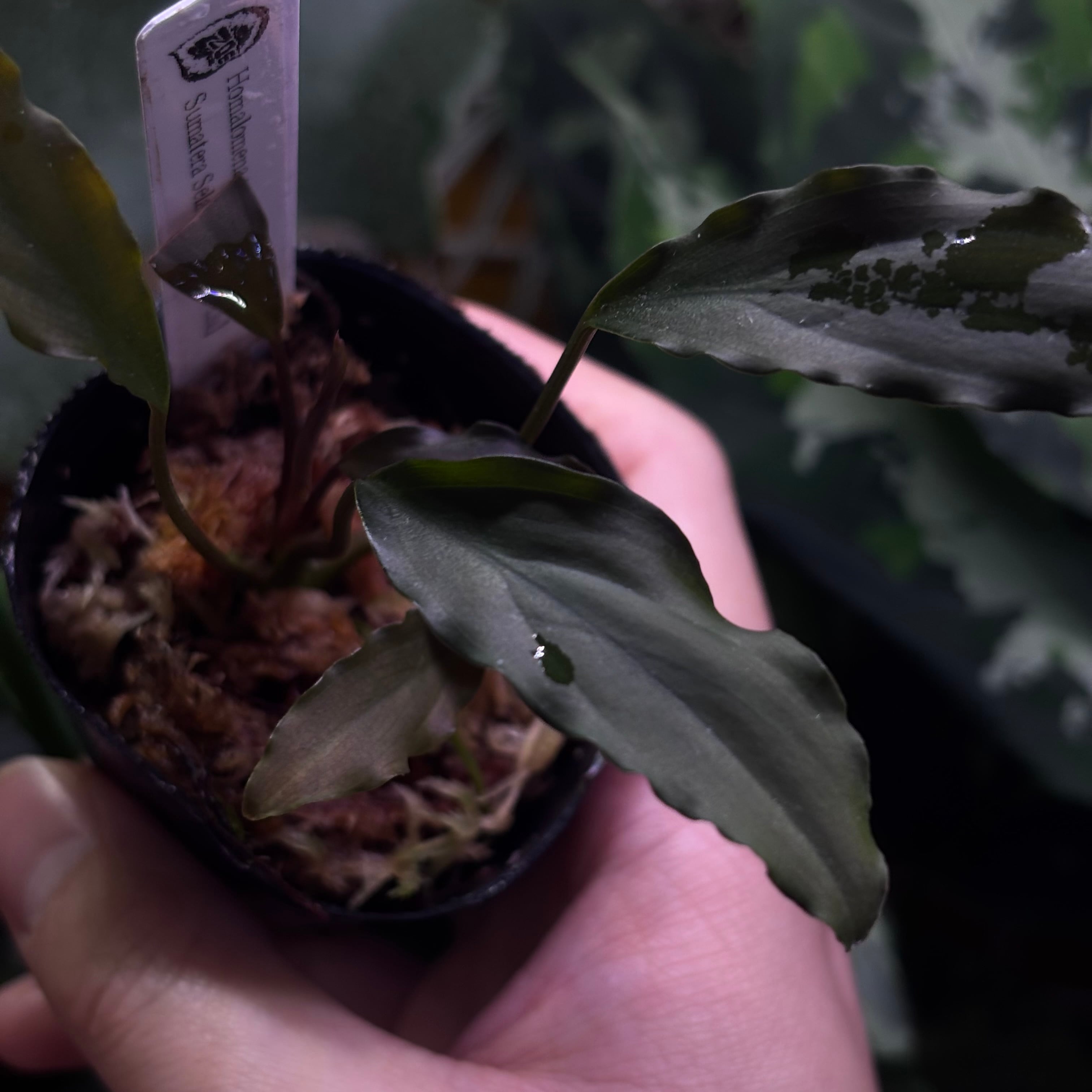 熱帯植物　ホマロメナsp.スラウェシ　細黒　3 熱帯植物 ホマロメナsp.スラウェシ 細黒 1 【公式通販】