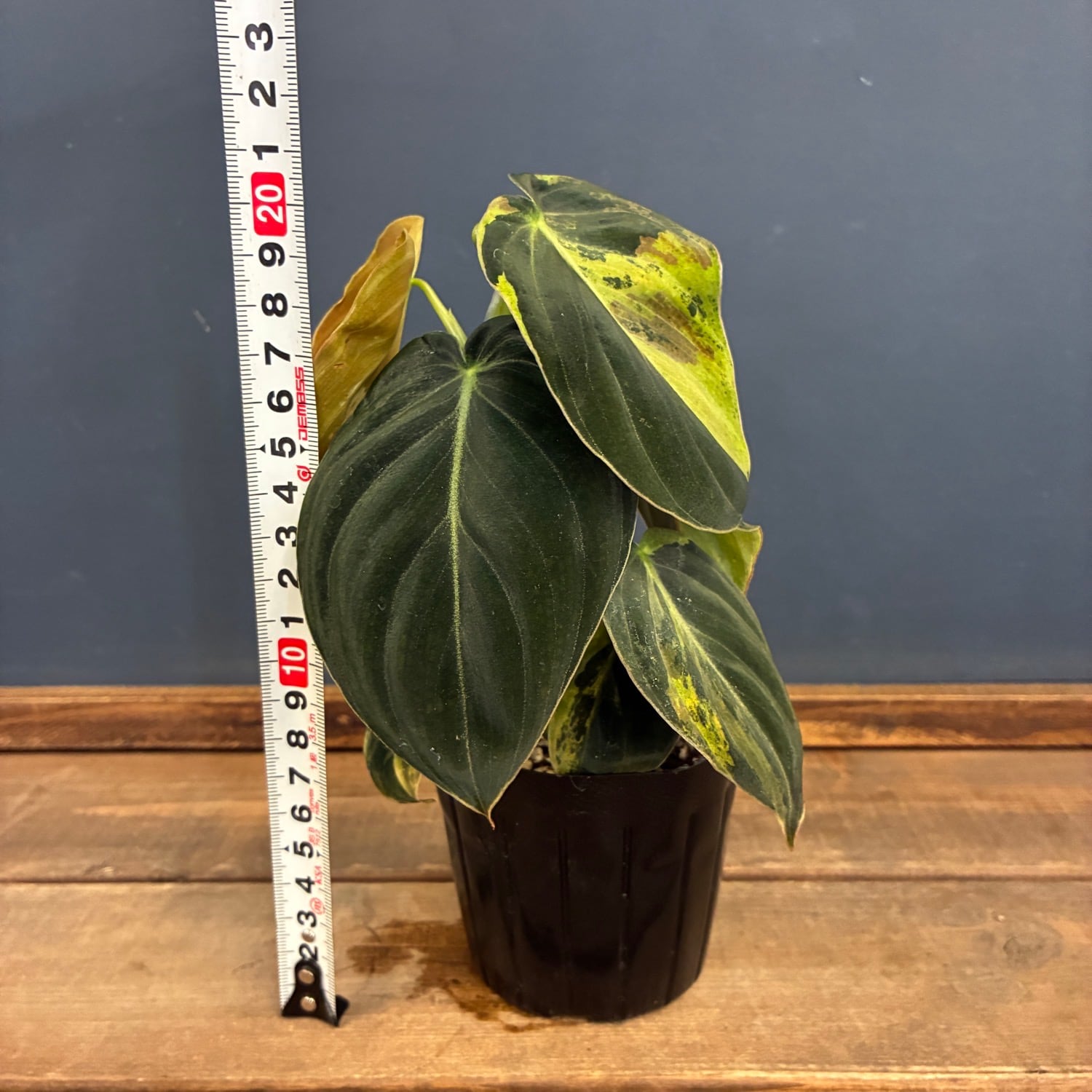 JN】フィロデンドロン メラノクリサム 斑入り【565】 | PROTOLEAF