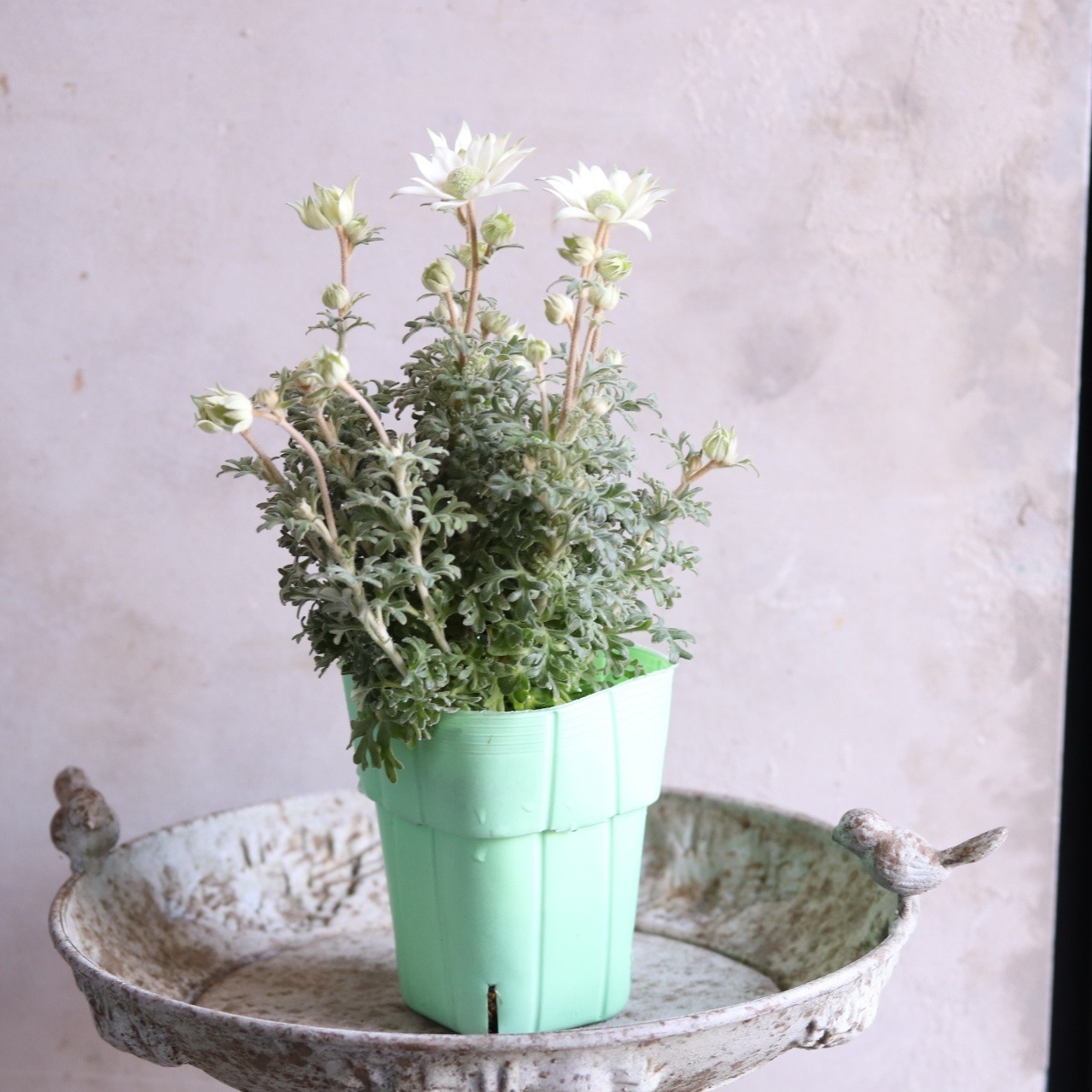 mondimanche お花　フランネルフラワー　天使のウィンク｜　宿根草　切花に使える　植えると優しい雰囲気になる