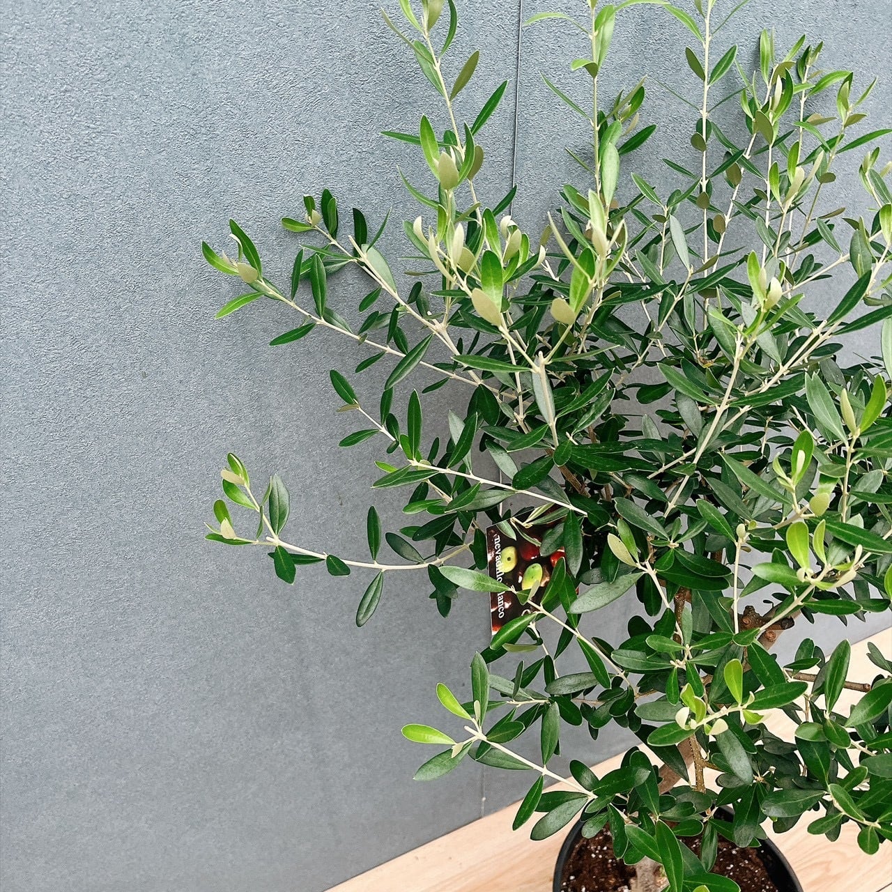現品］20番 創樹 オリーブ ネバディロブランコ 8号 観葉植物 大型 屋外