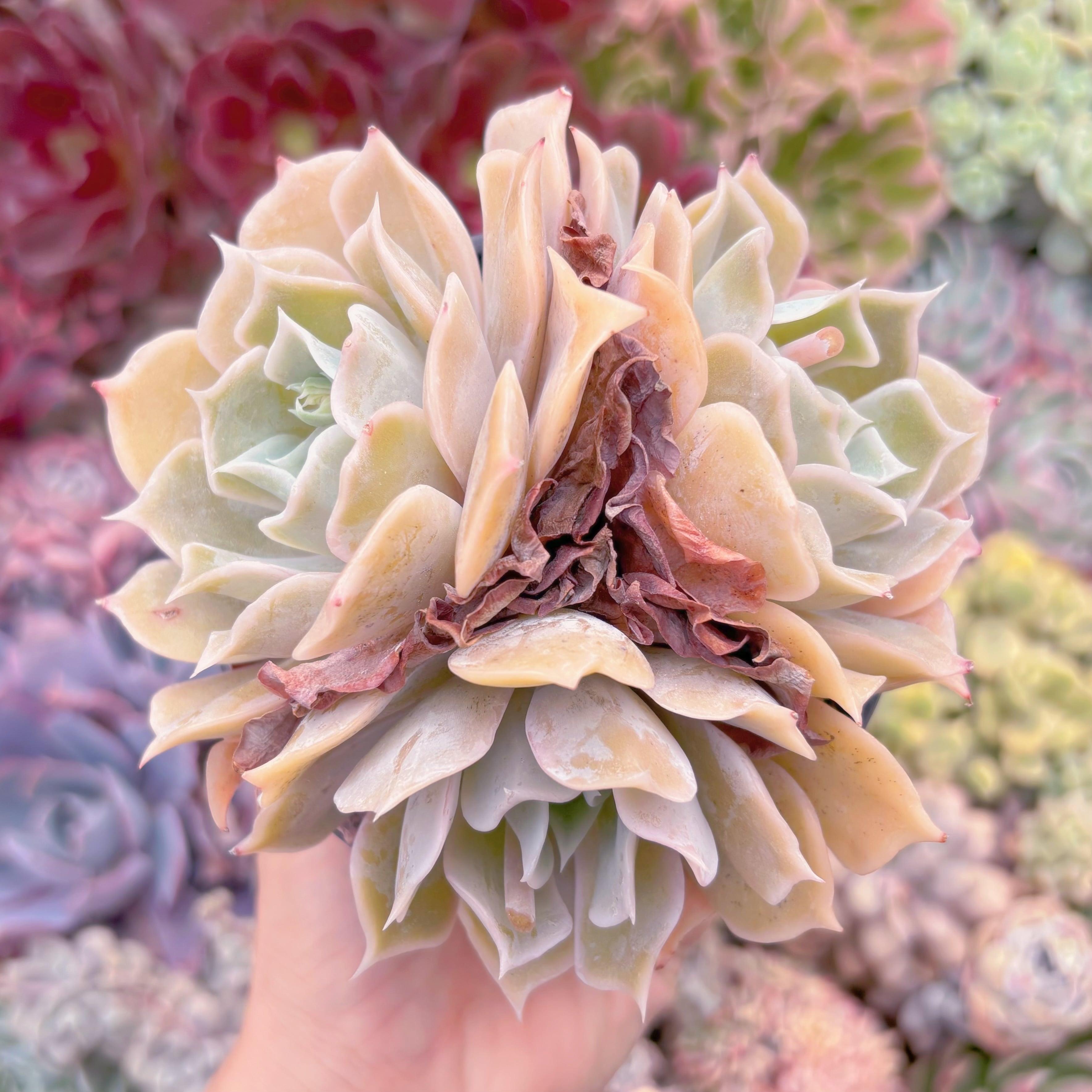 現品　クジラ#781　群生　新入荷