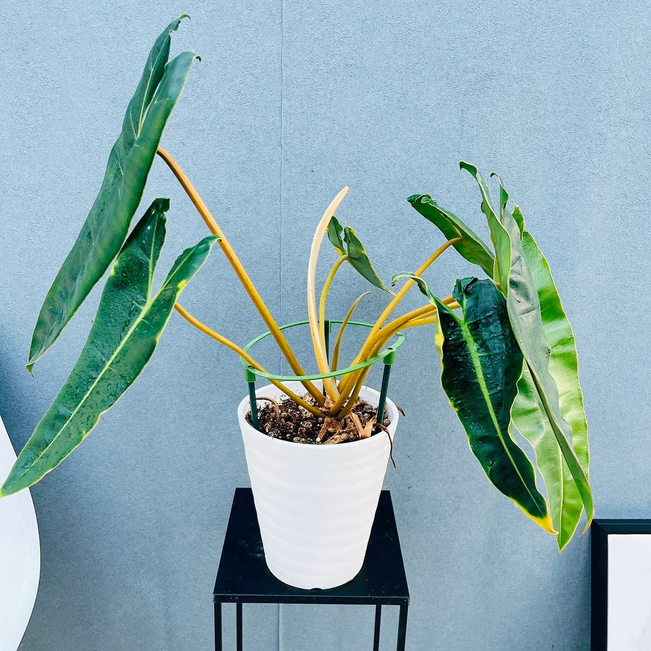 現品］A1 フィカス ウンベラータ 8号 観葉植物 室内 大型 ゴムの木