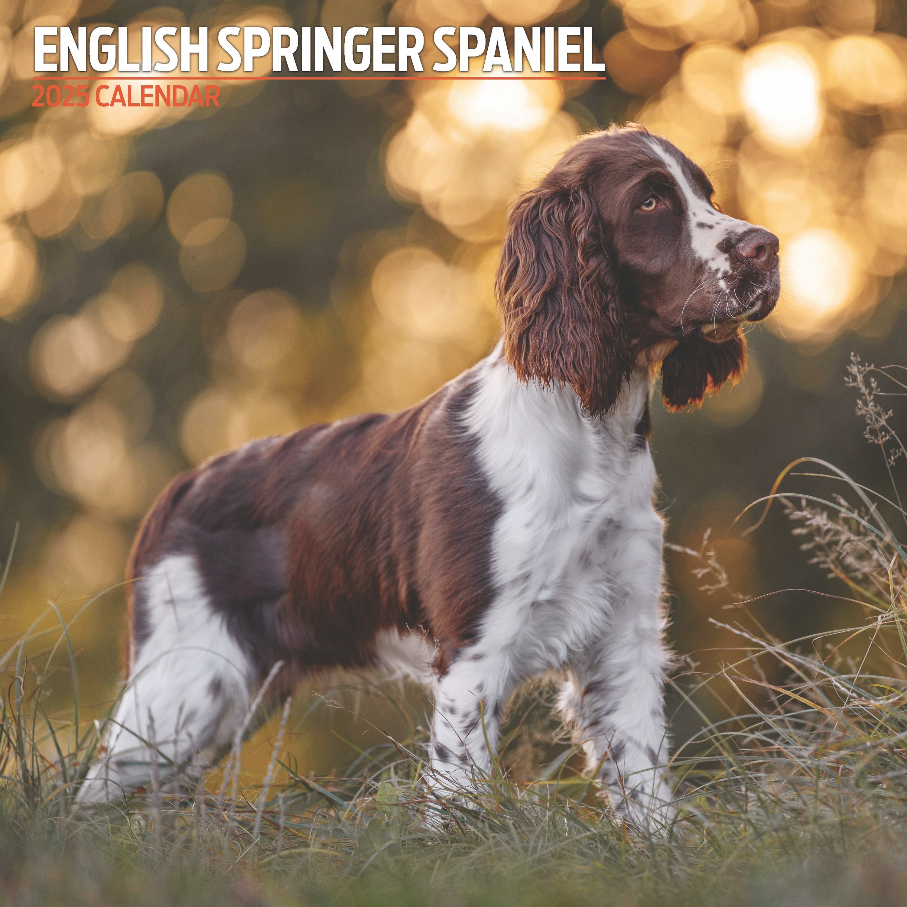 【2025年版】英国製犬種カレンダー【イングリッシュ・スプリンガー・スパニエル traditional】2025年版