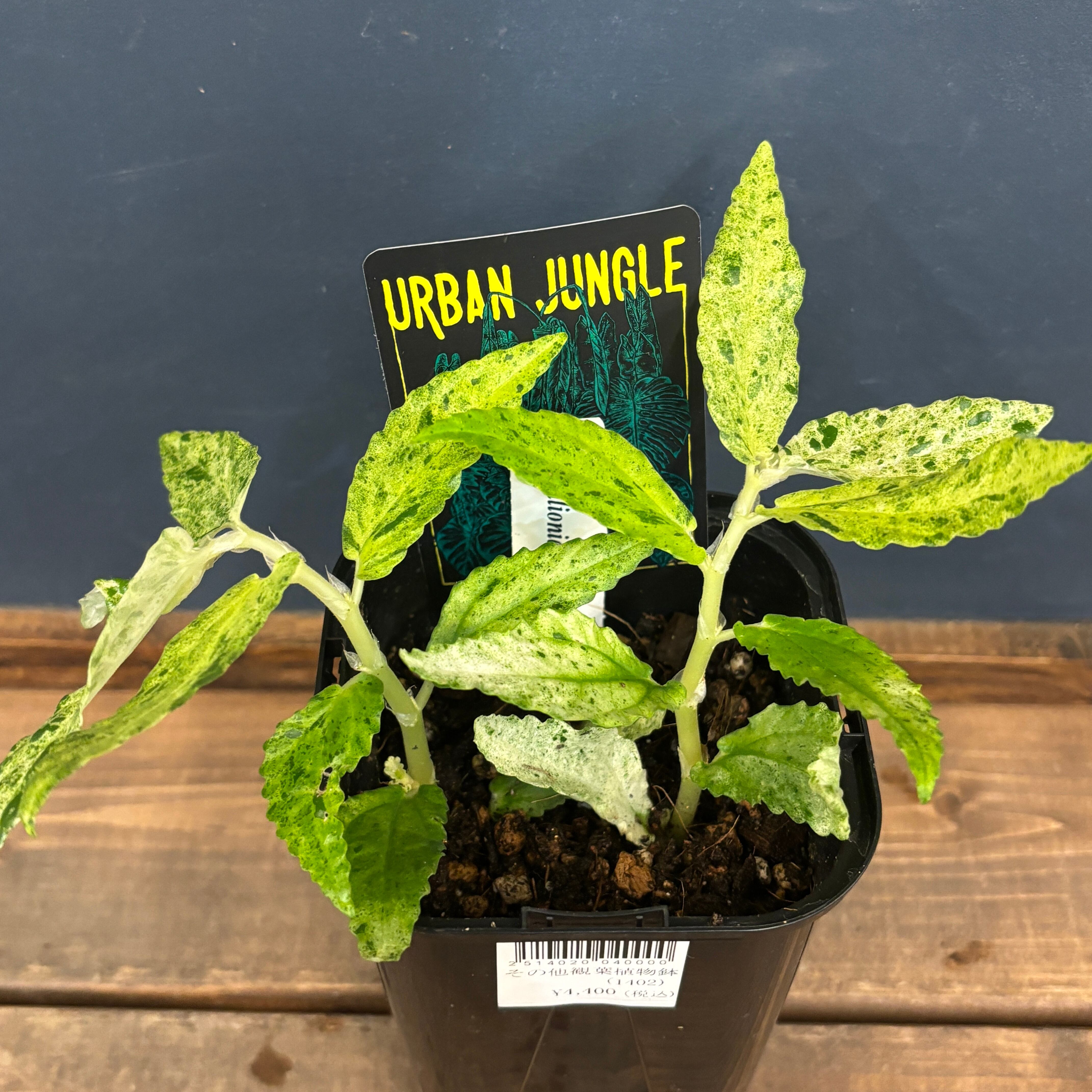 ペリオニア レペンス 斑入り【624】