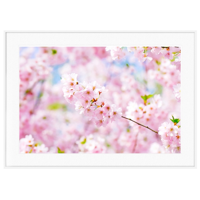 春写真 ピンクの桜 インテリアアートポスター額装 AS3226