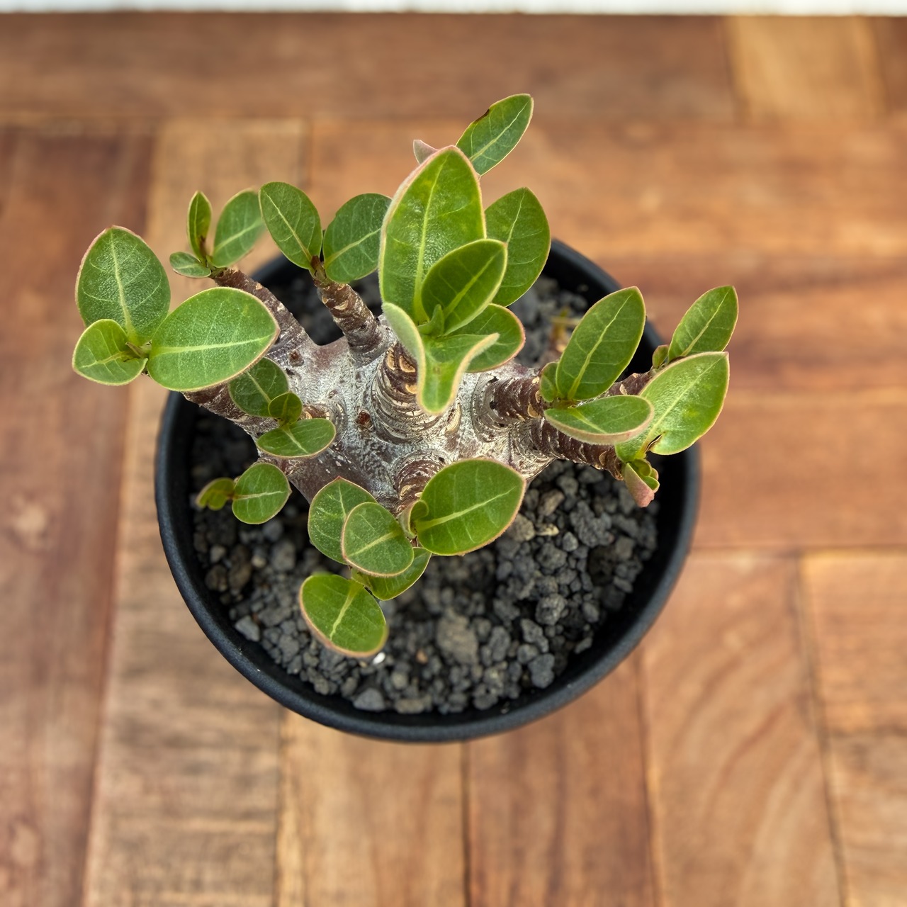 Adenium Arabicum 'Dark Skin'【アデニウムアラビカム・黒肌】