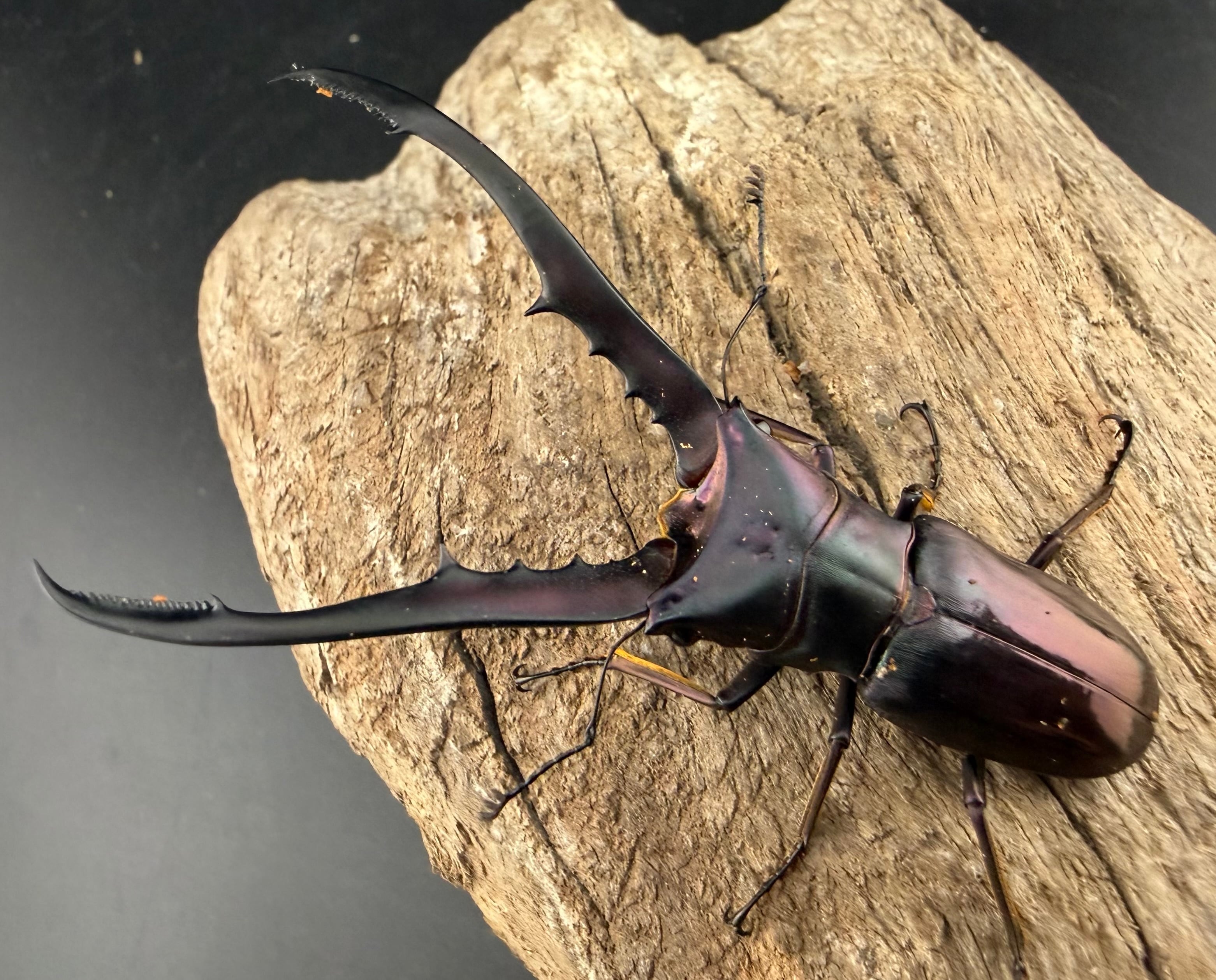 メタリフェルホソアカ亜種finae 70mm ペア》 | KPW公式オンラインショップ