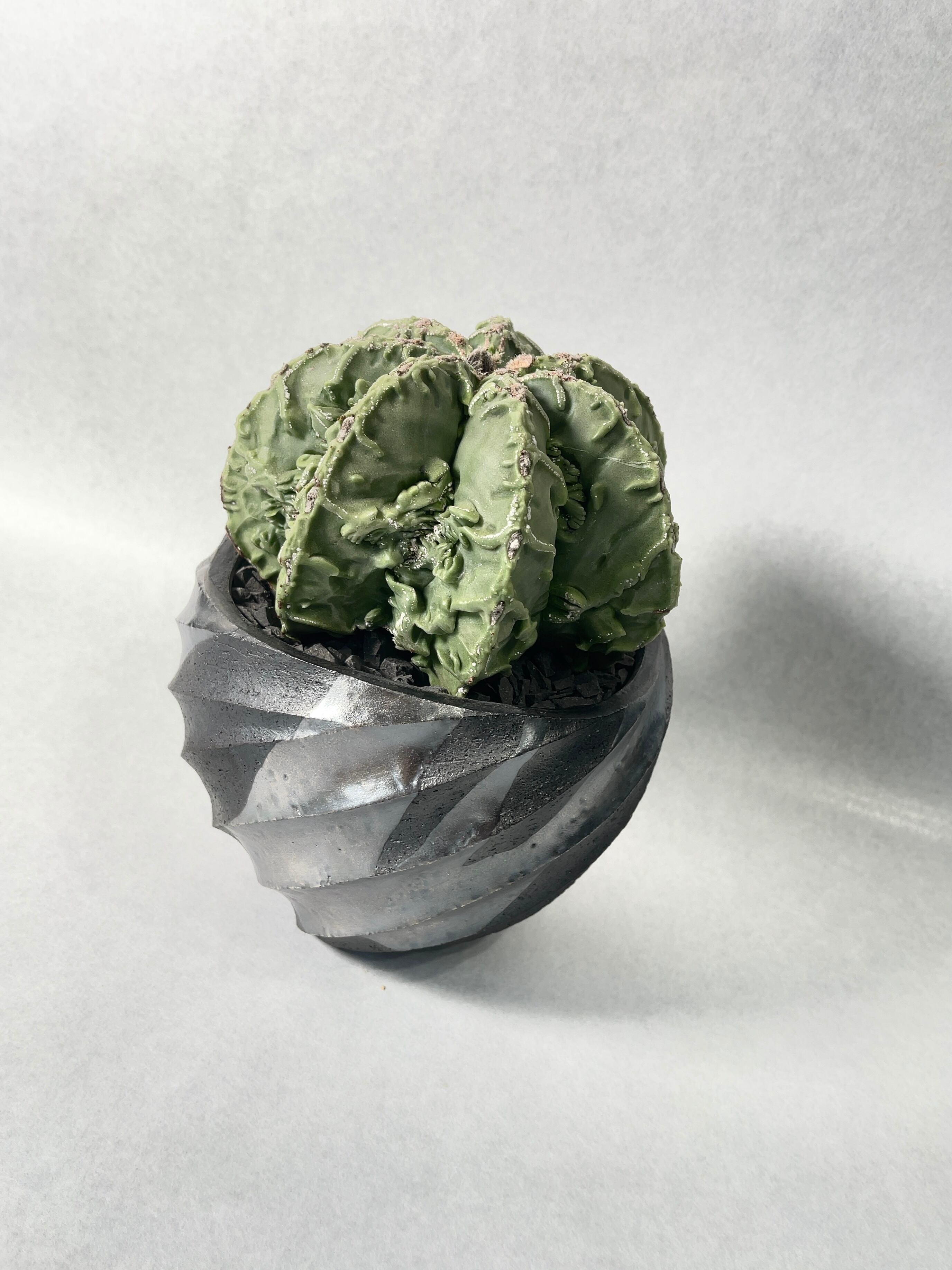 アストロフィツム・複隆盤石 | trigger