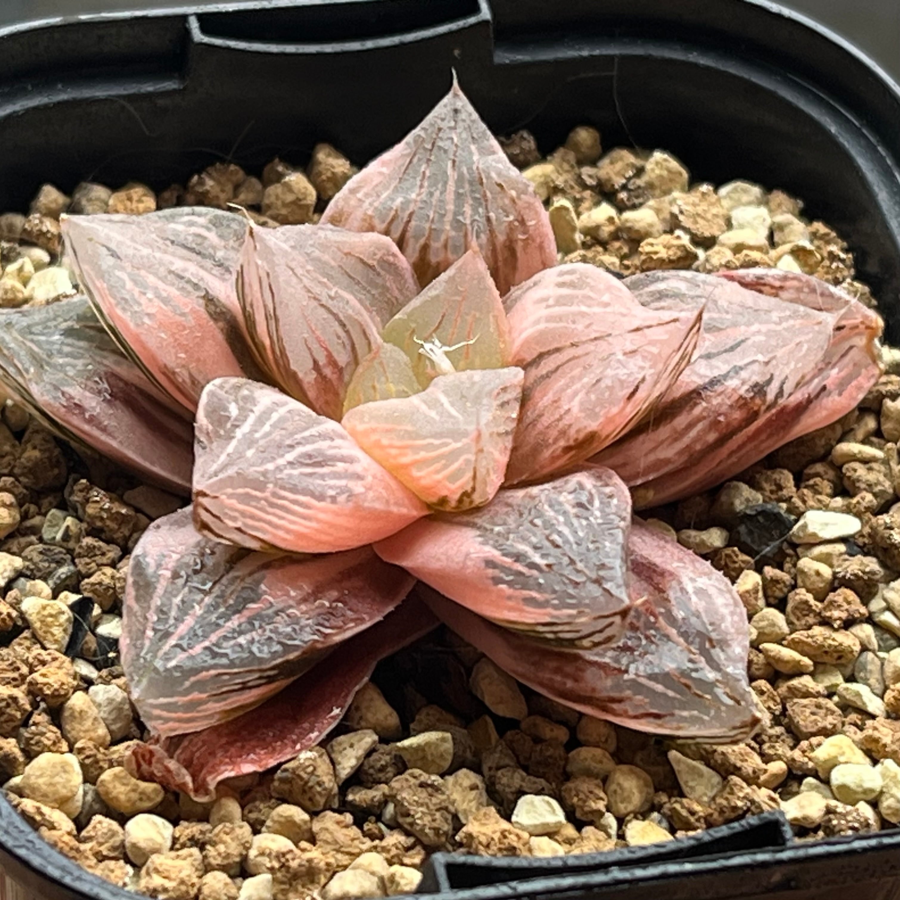 mocono_plants