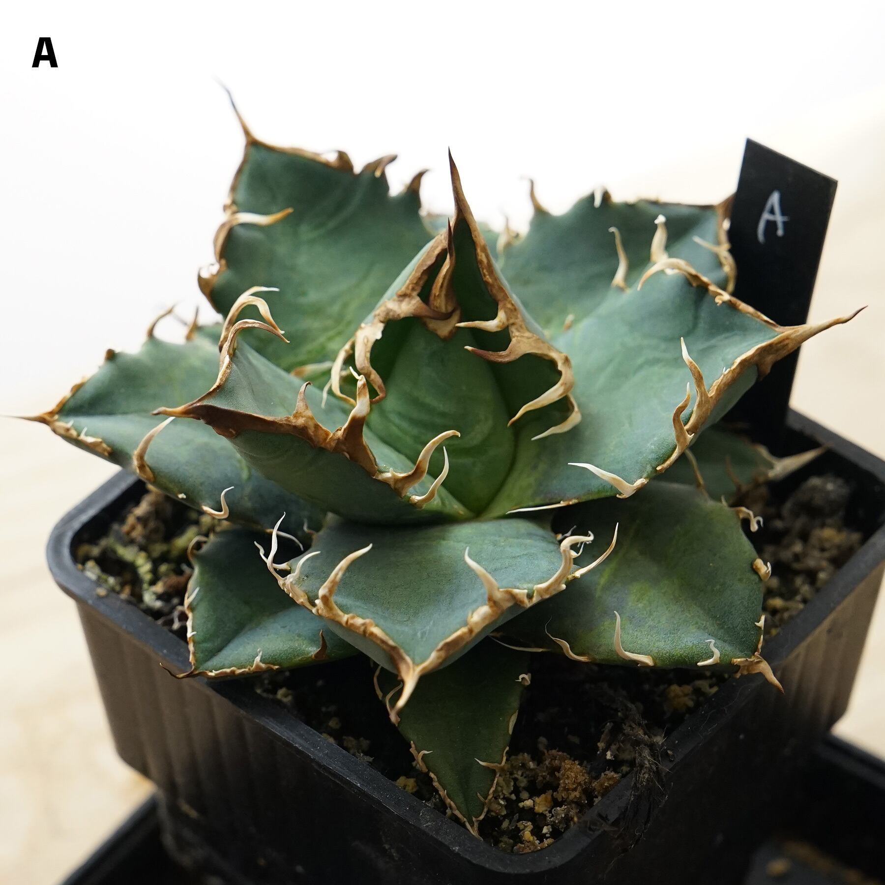 アガベ オテロイ 実生選抜 強棘 特選 サボテン チタノタ 台湾 オアハカ