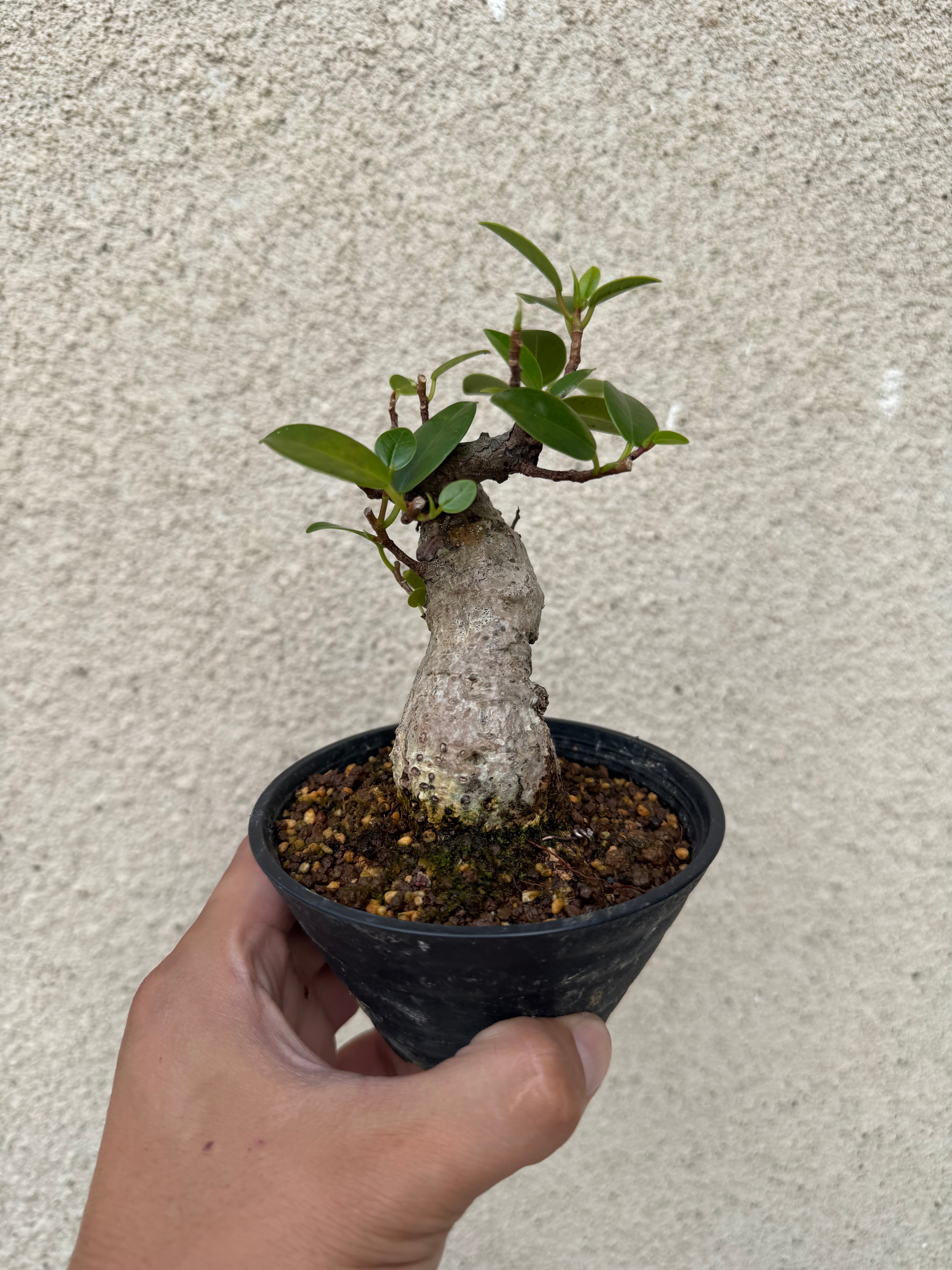 新着】Ficus microcarpa 【ガジュマル 琉球盆栽】初心者向けセレクト
