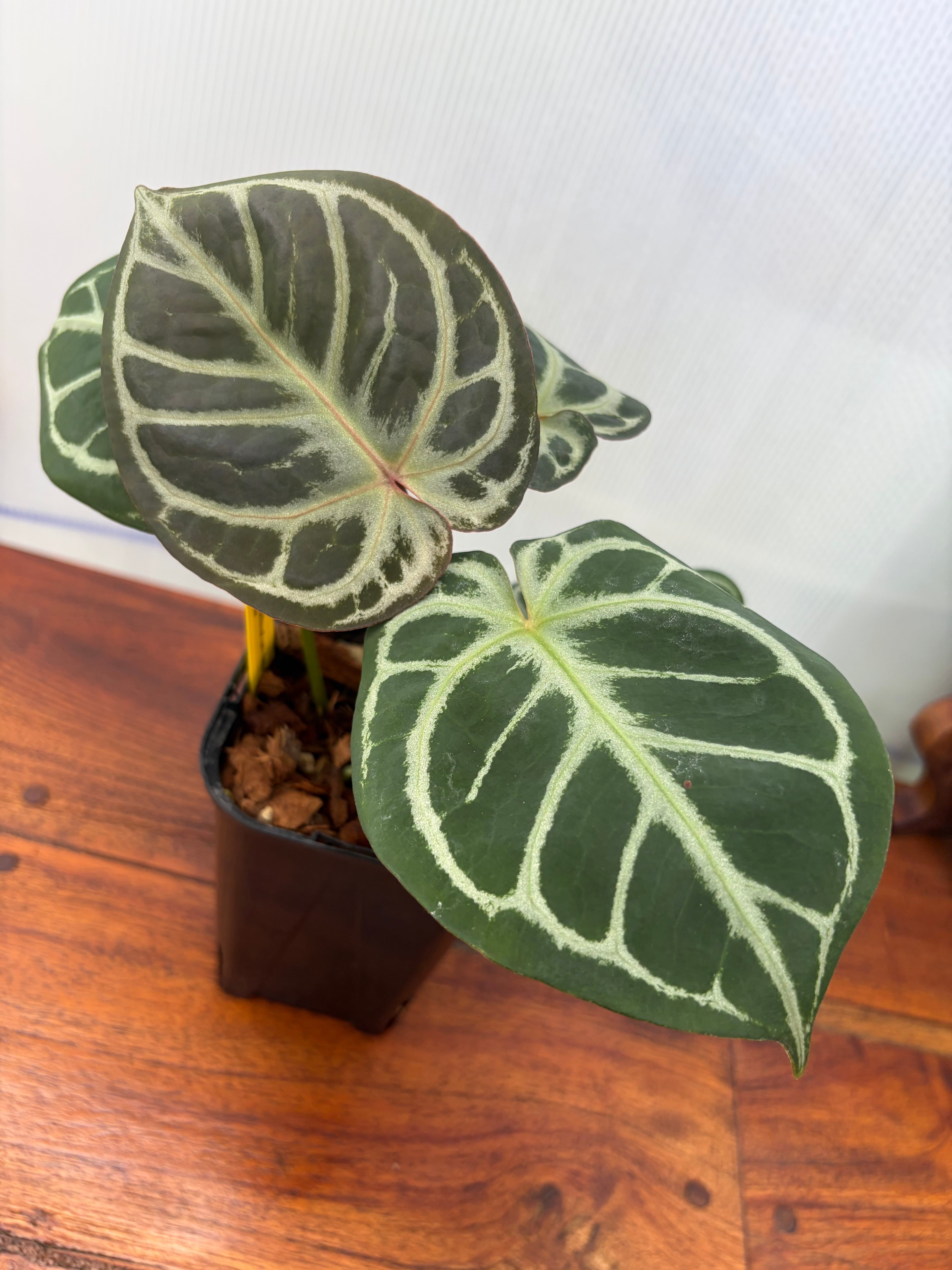 Anthurium | BALI-AN 園芸