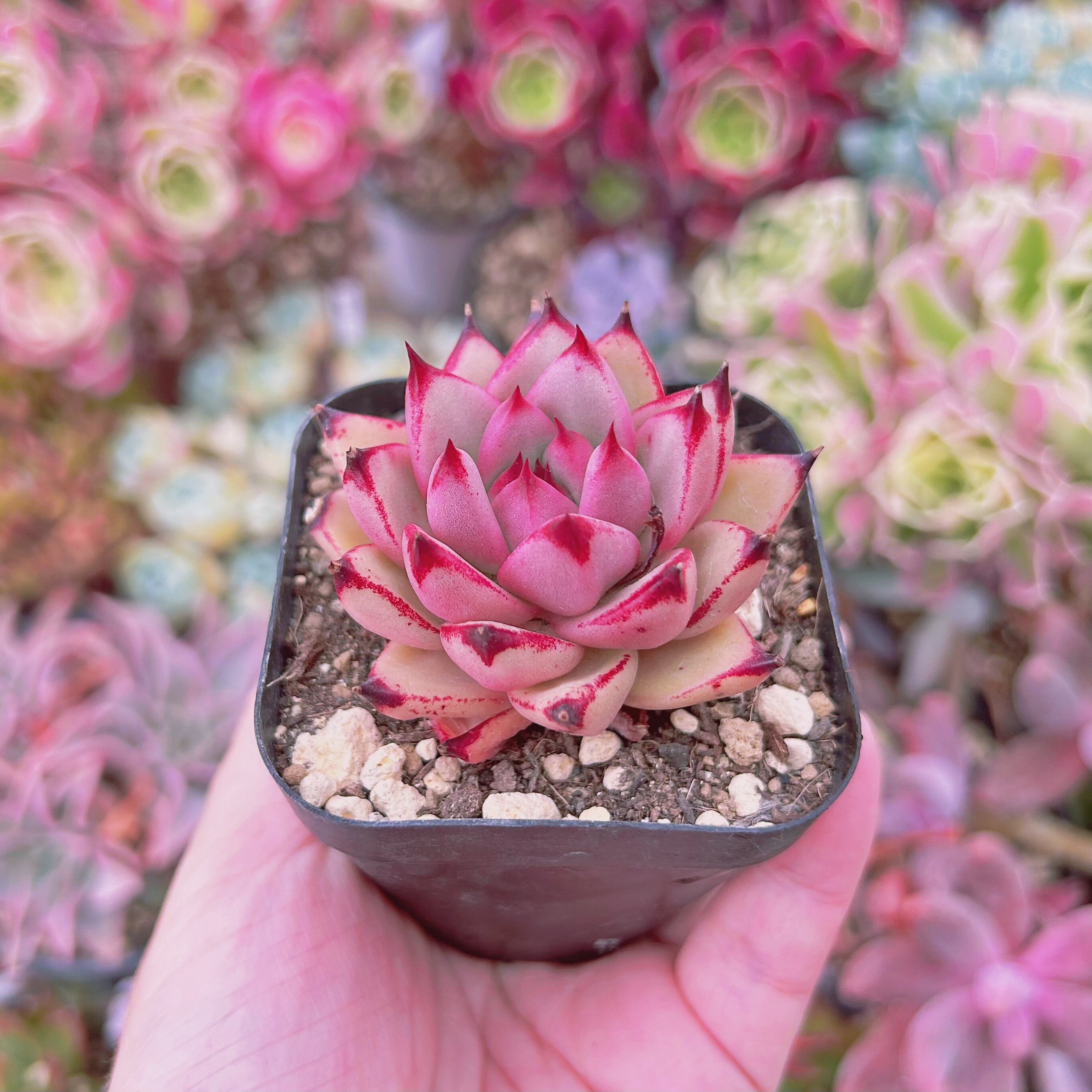 【10.バブルモンスター＊多肉植物販売会】 832現物 多肉植物 Topaz | るる農園~多肉植物専門