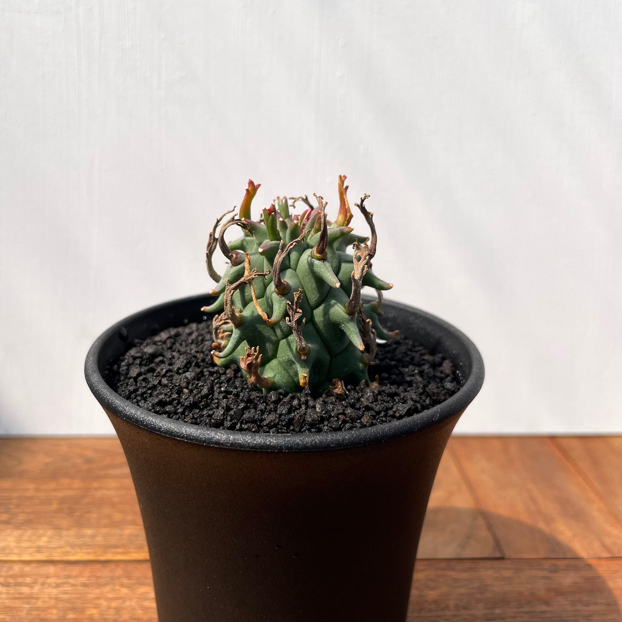 ユーフォルビア闘牛角 ユーフォルビア スコエンランディ 闘牛角【652】 | PROTOLEAF プロトリーフ