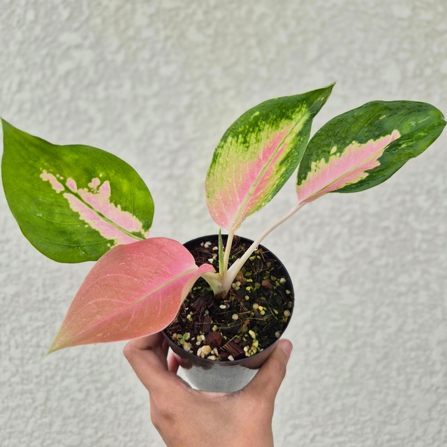 《Aglaonema SP》 アグラオネマ SP 観葉植物 ／ポット発送